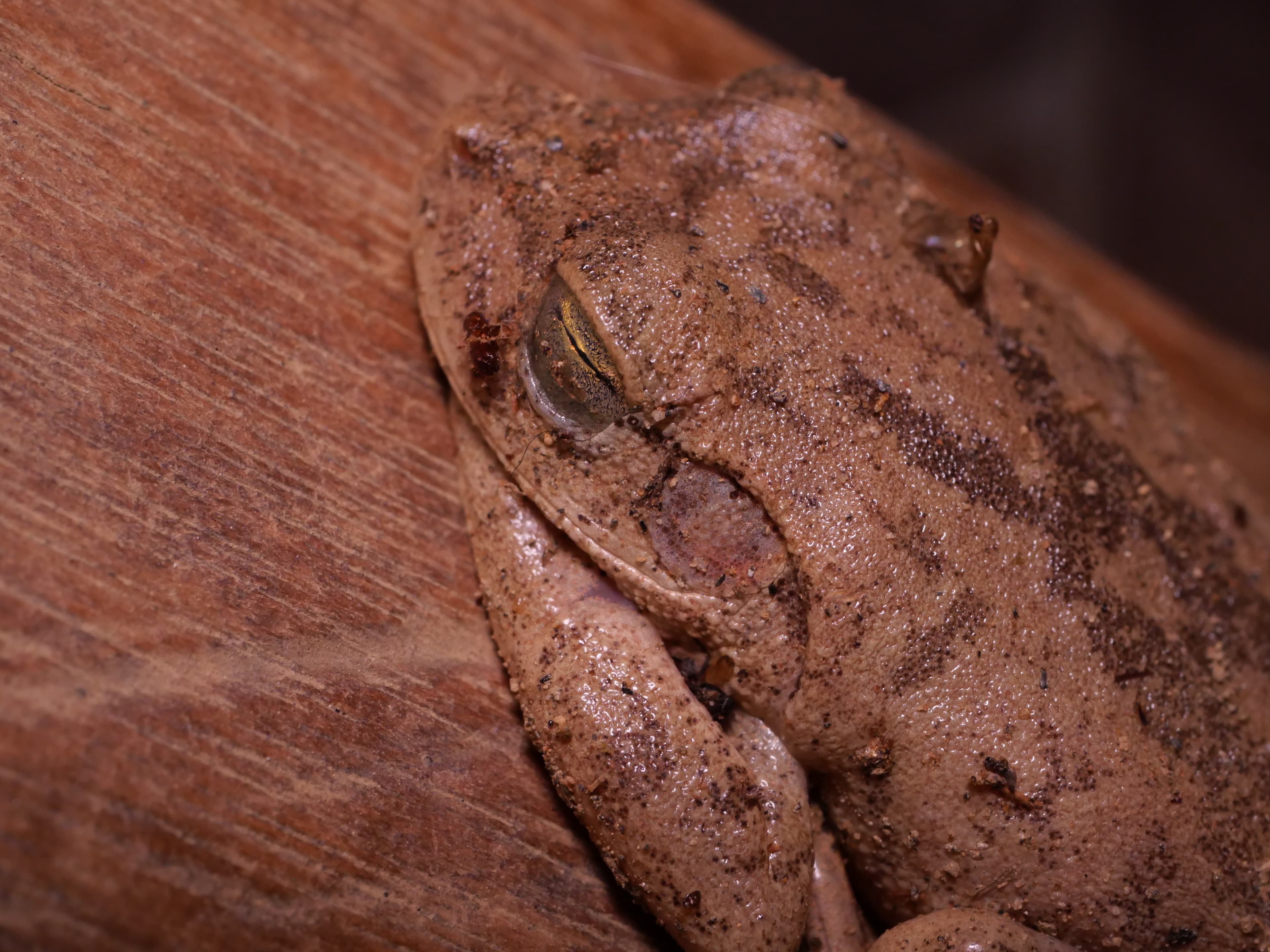 Tree frog resting on wooden surface
