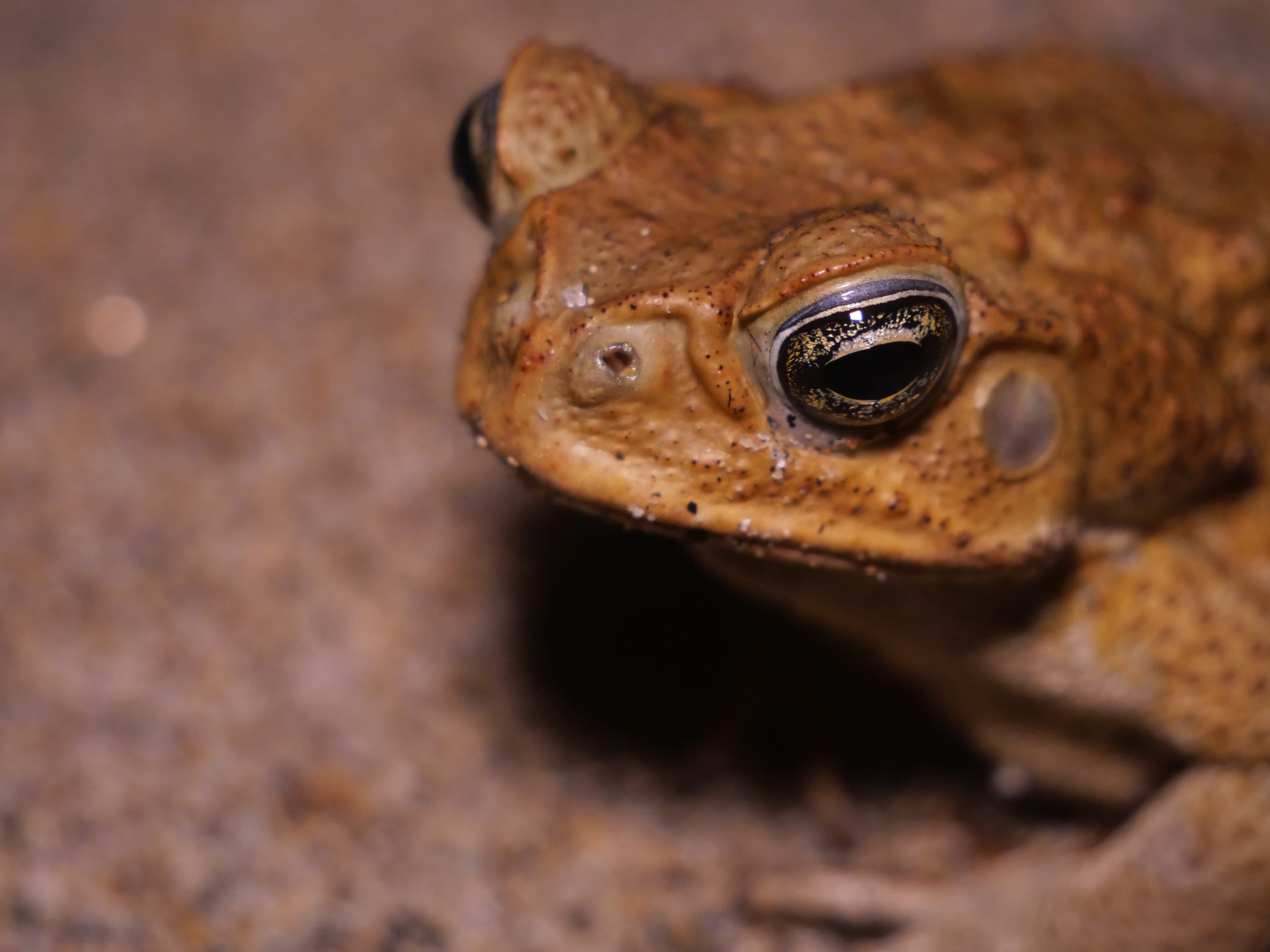 Cane toad portrait with golden eyes