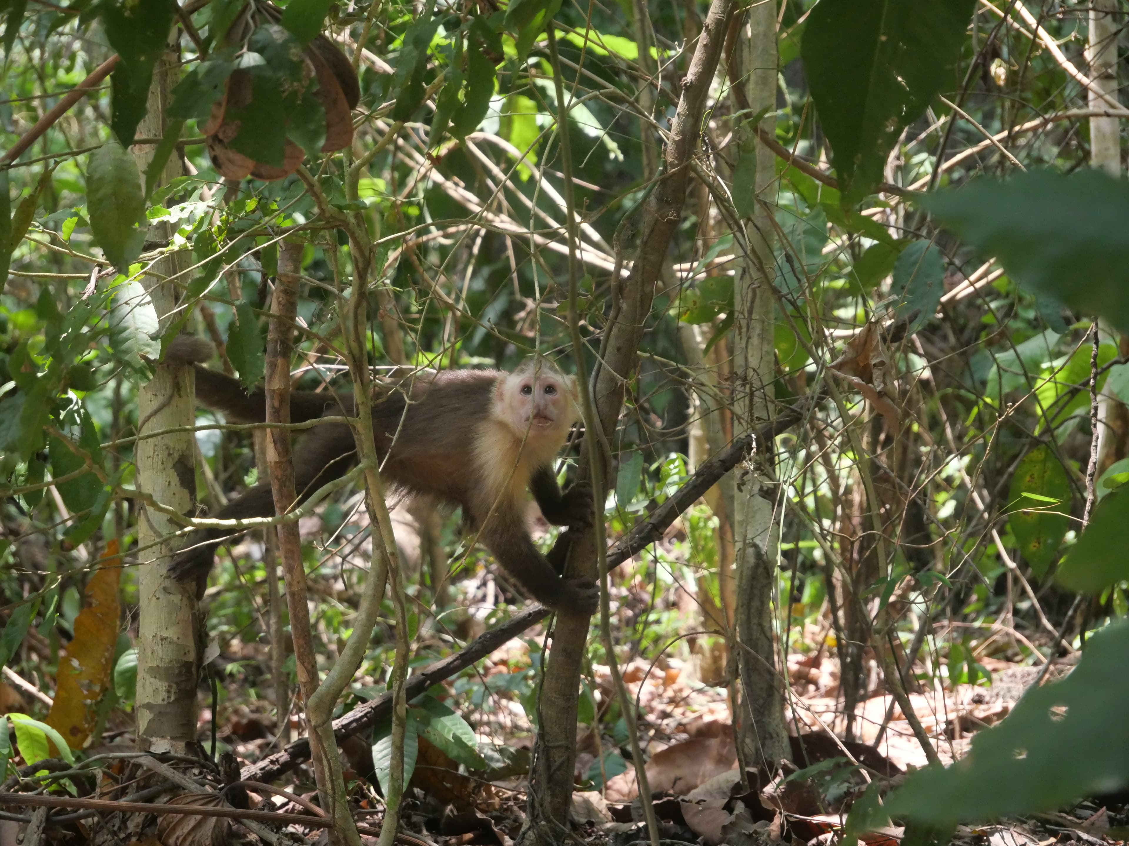 White-faced capuchin monkey in forest