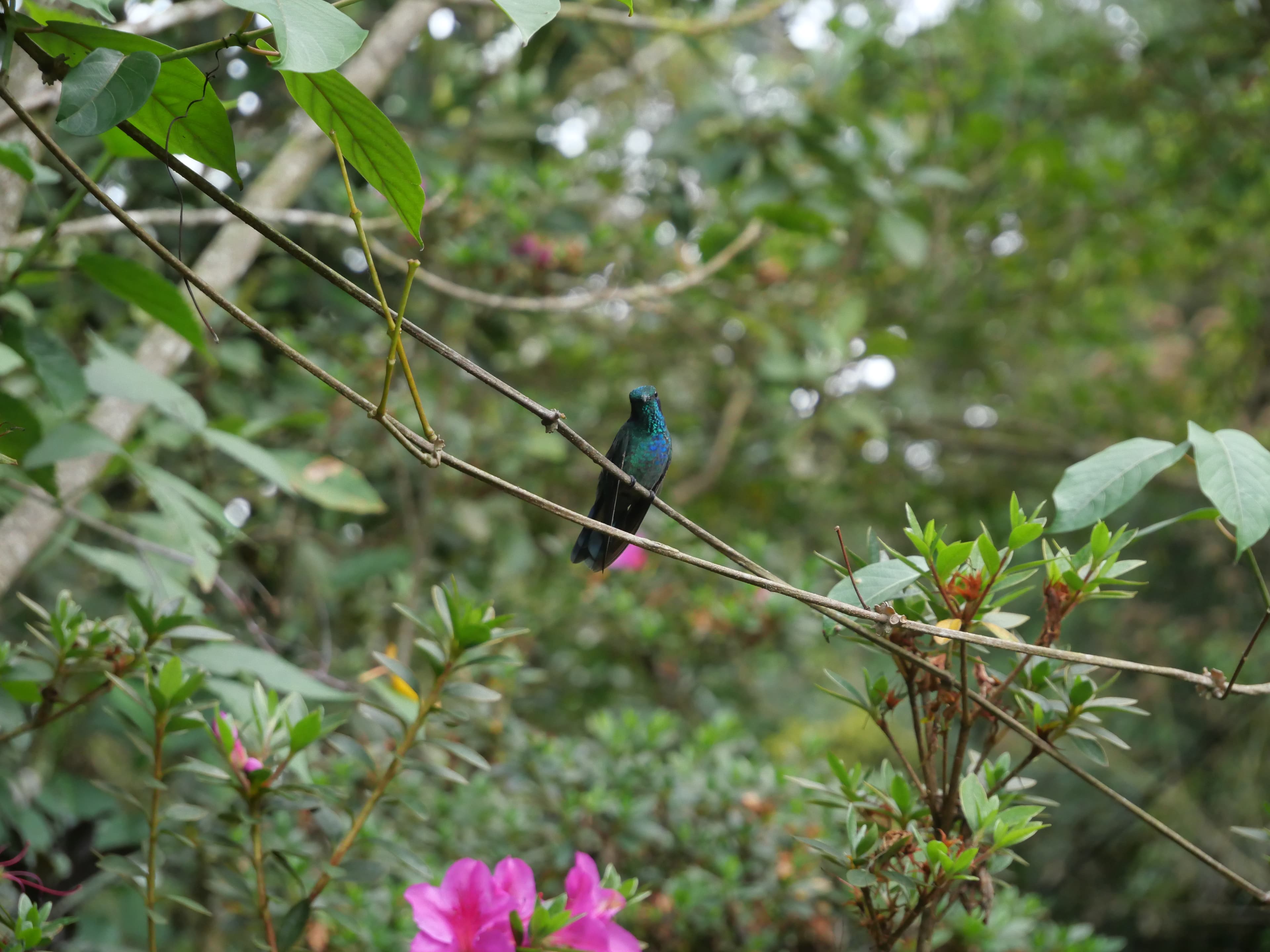 Hummingbird perched near pink flowers