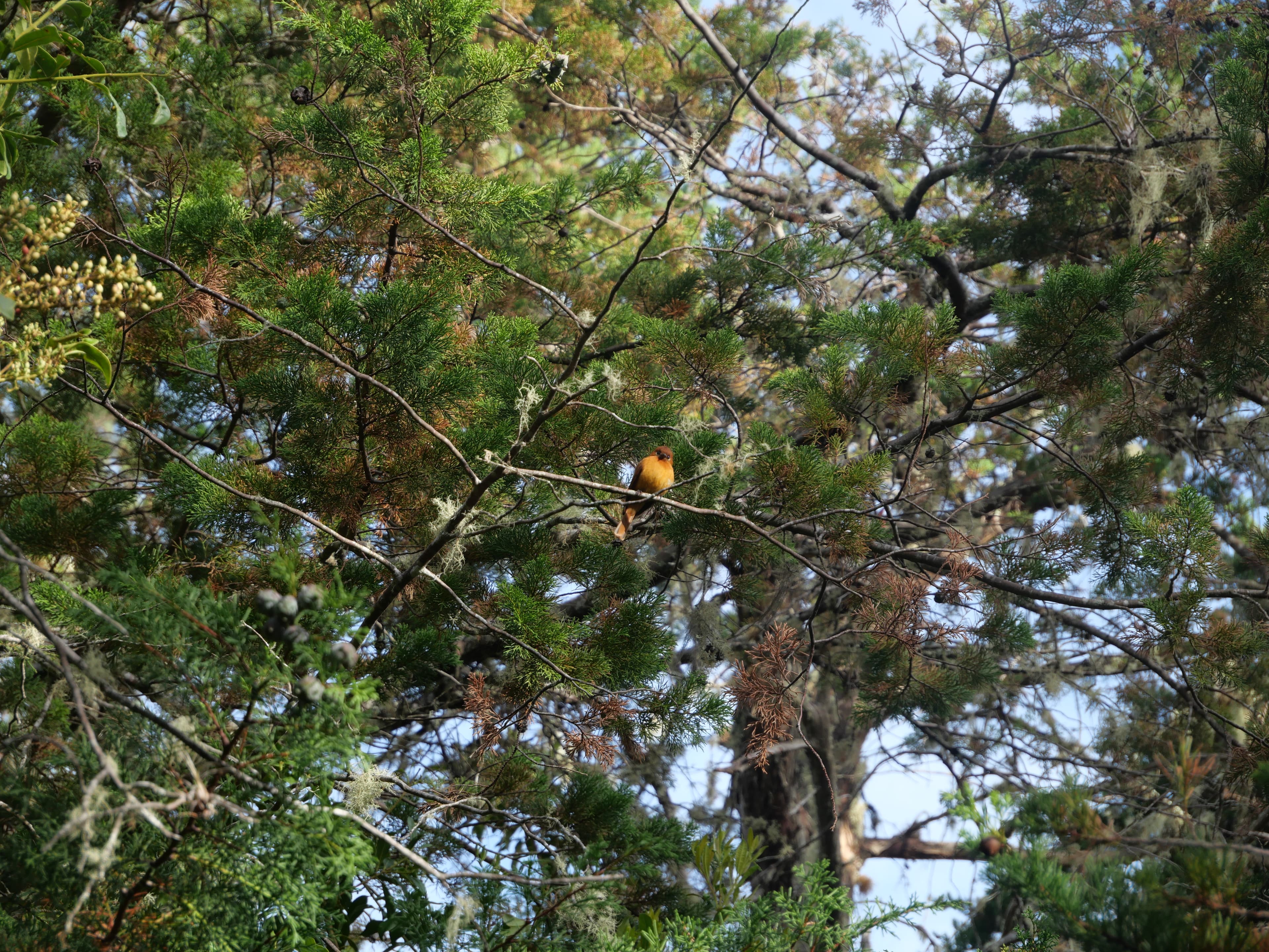 Bird in conifer tree
