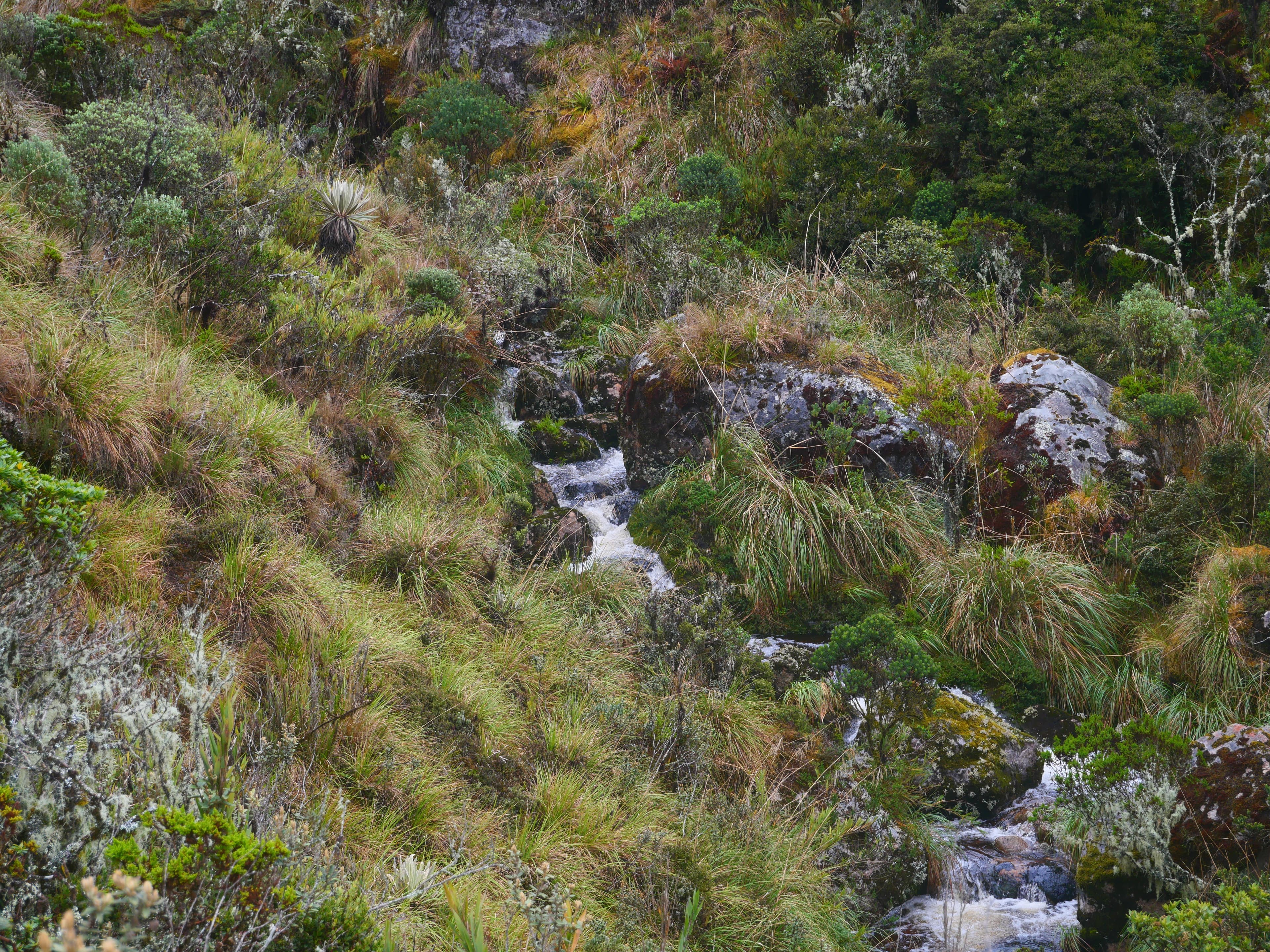 Mountain stream in paramo landscape