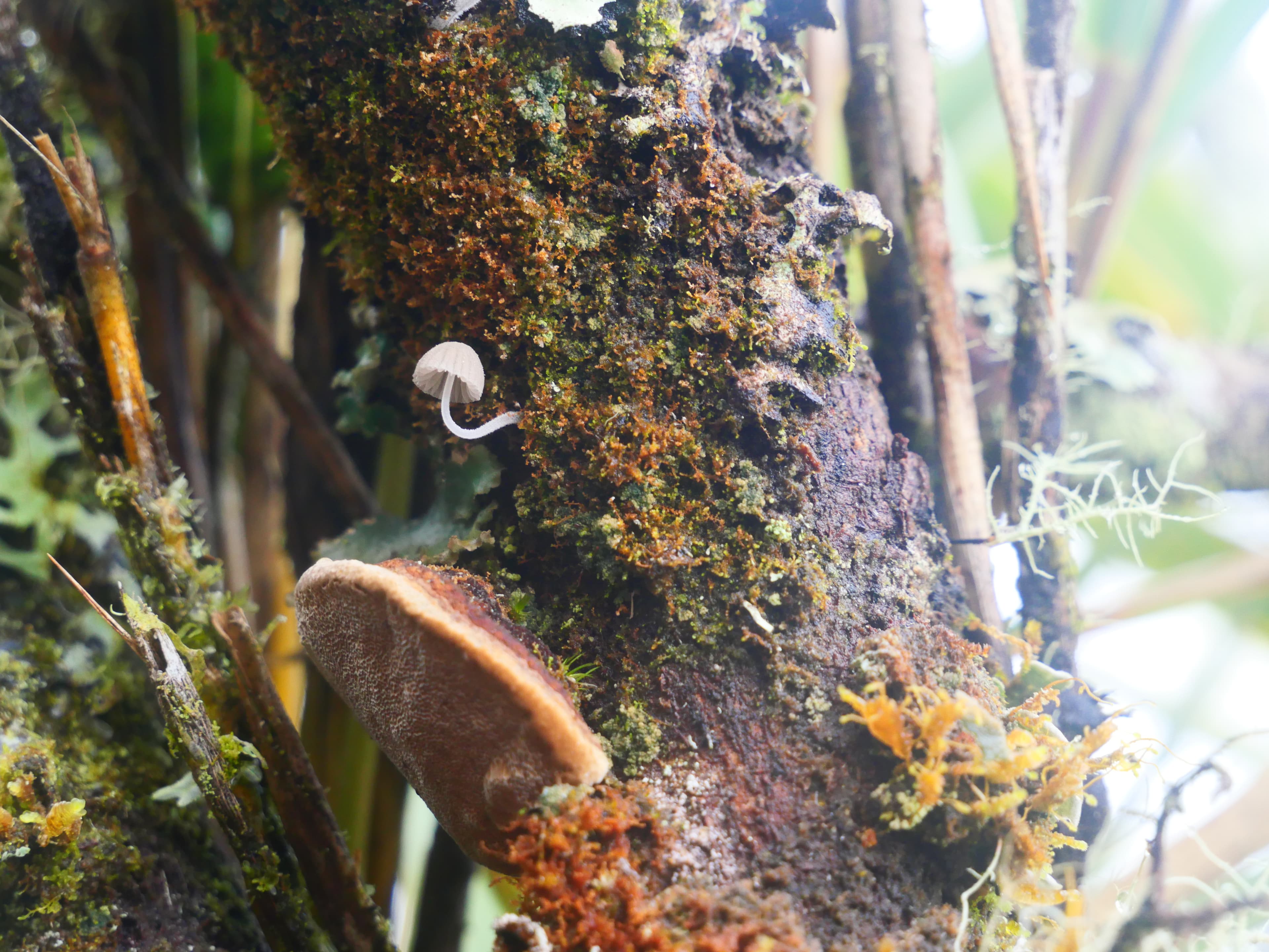 Fungi growing on mossy tree bark