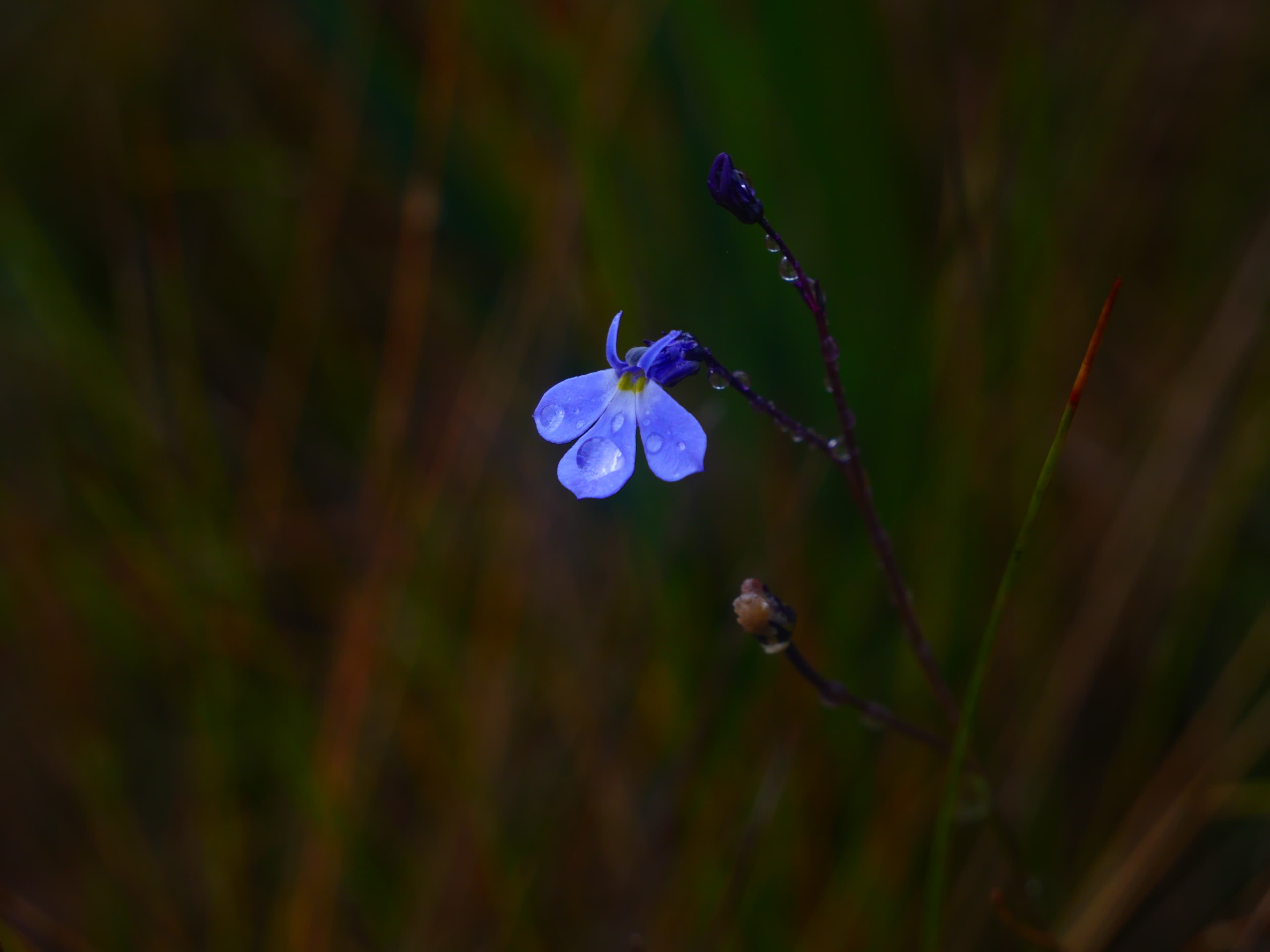 Blue alpine wildflower with water droplets