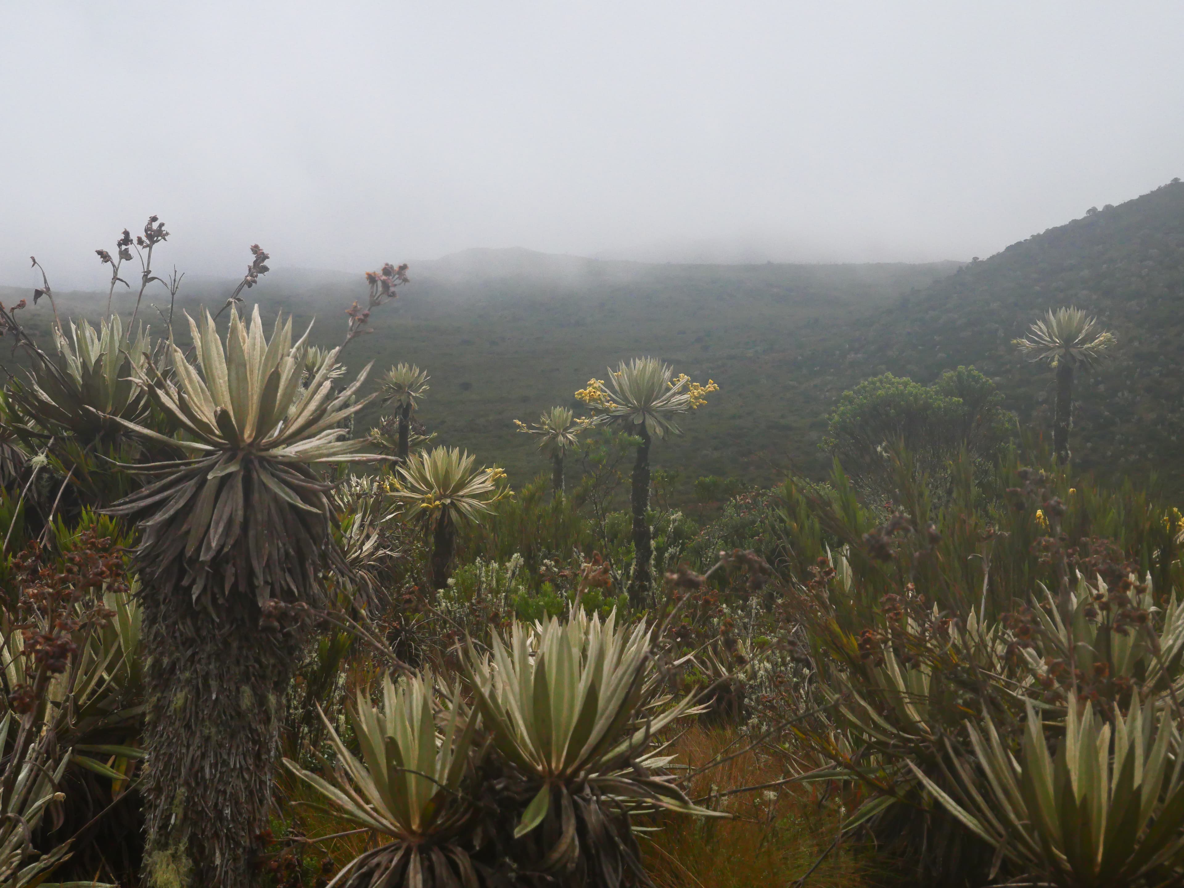Frailejones plants in misty paramo