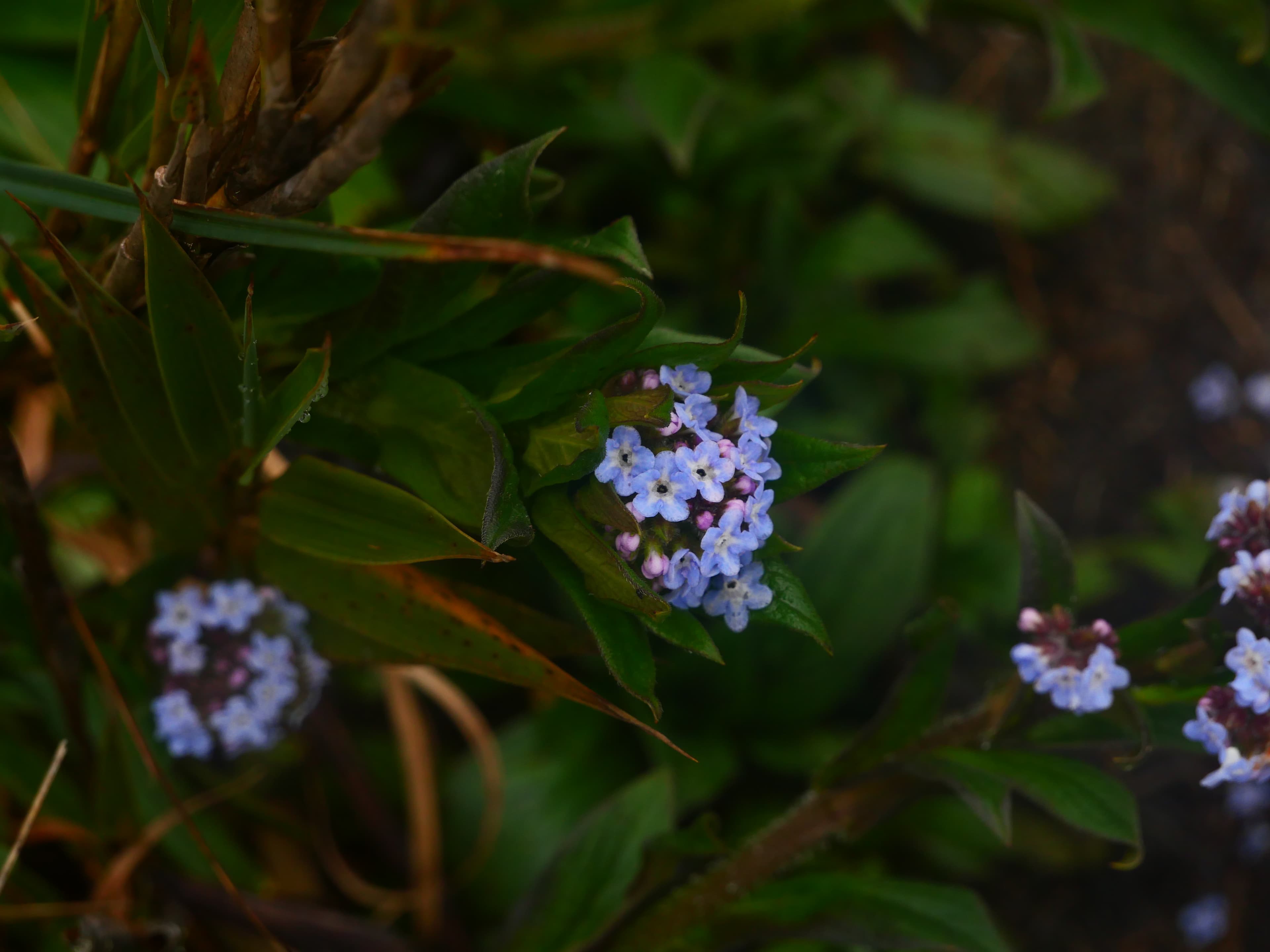 Paramo highland vegetation