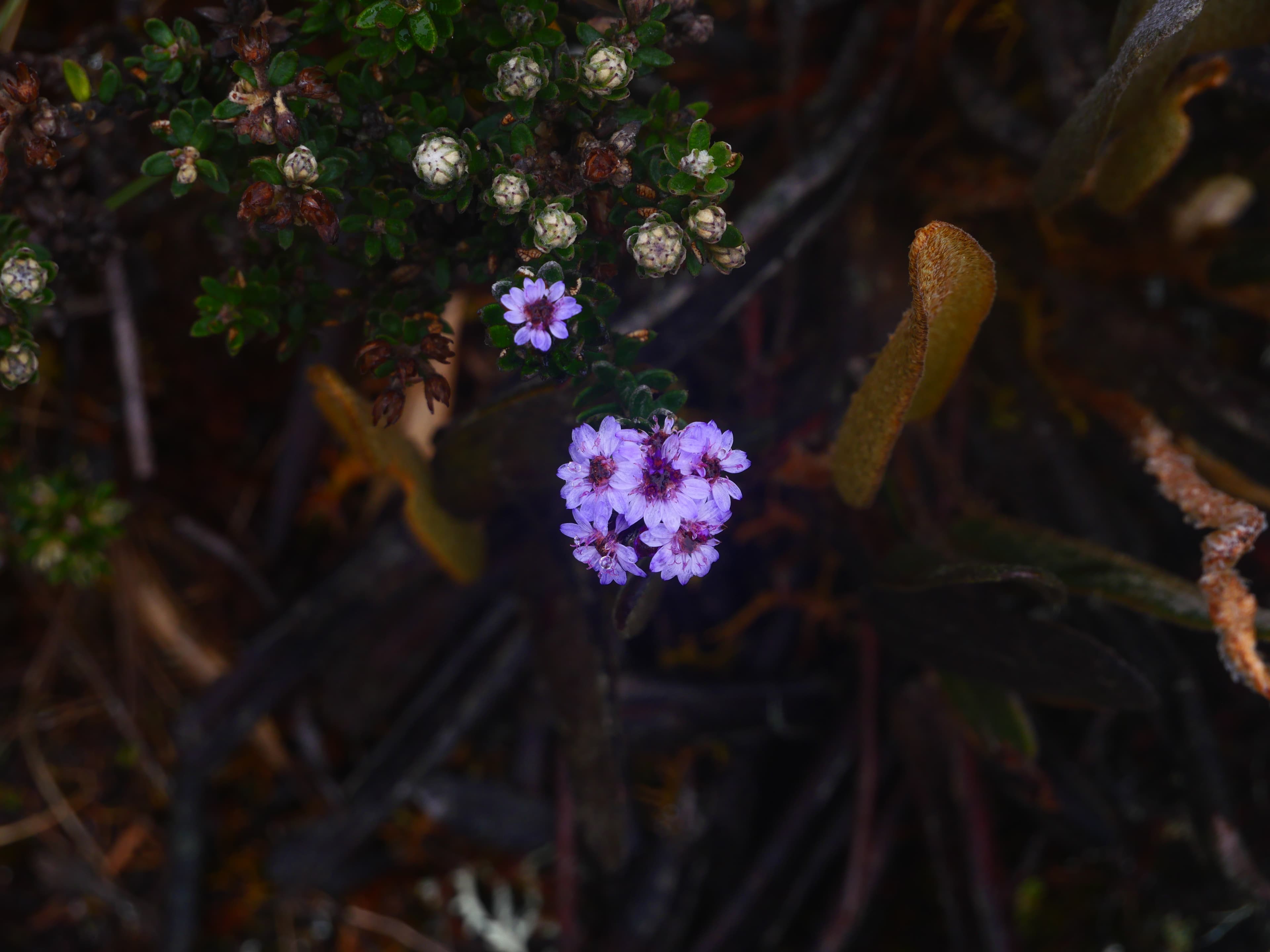 Highland paramo landscape
