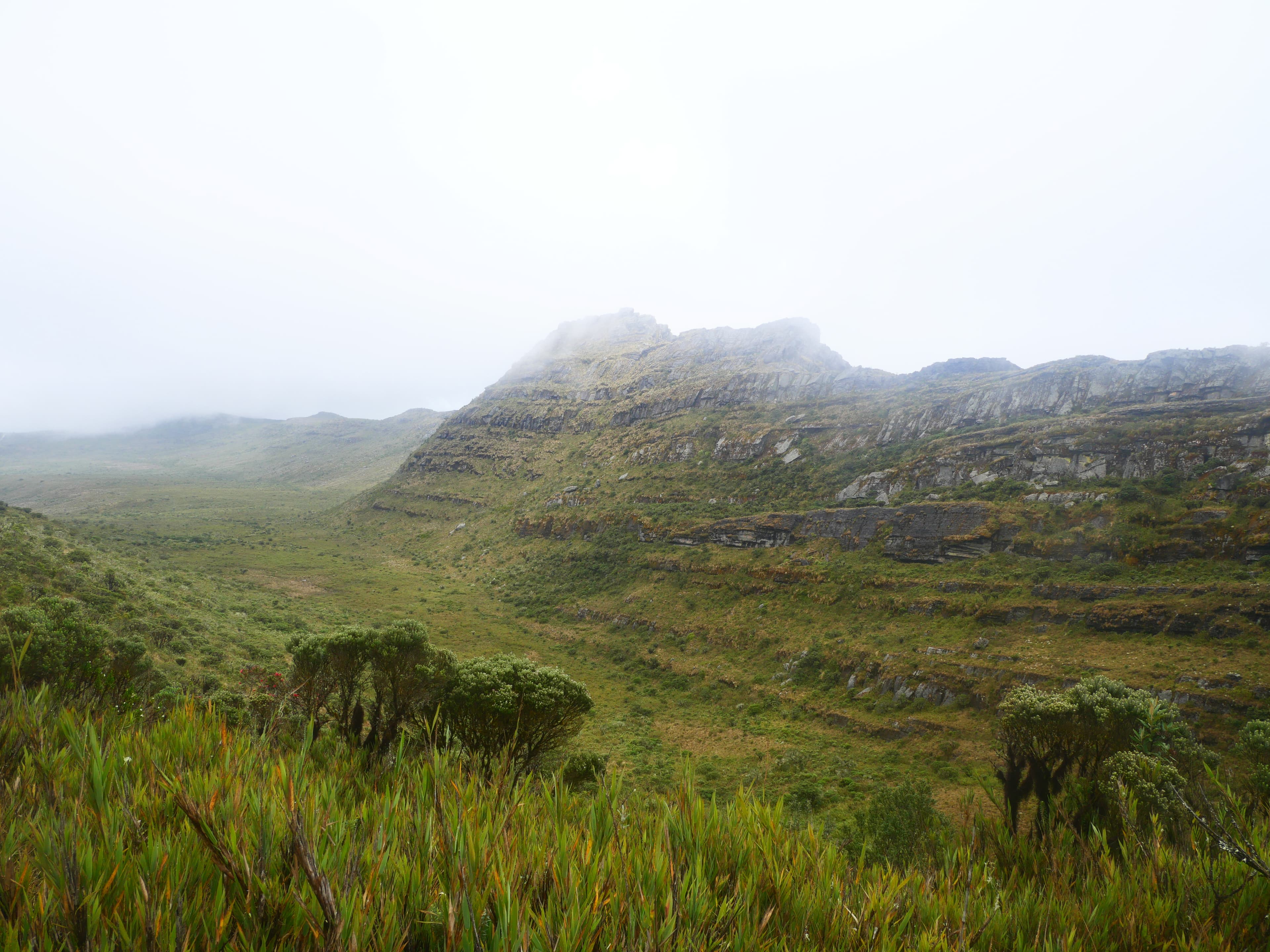 Paramo vegetation detail