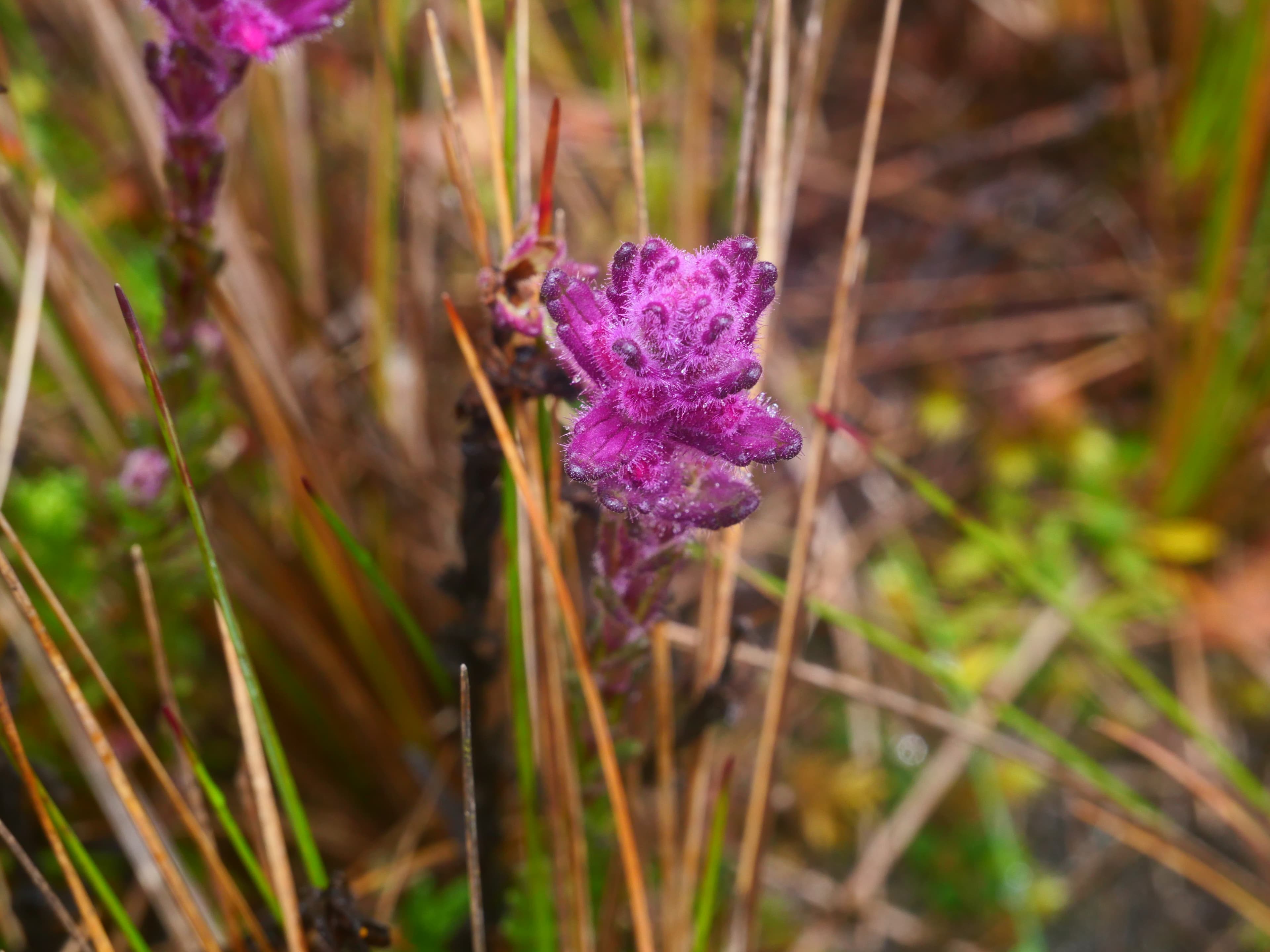 Purple alpine flower in paramo