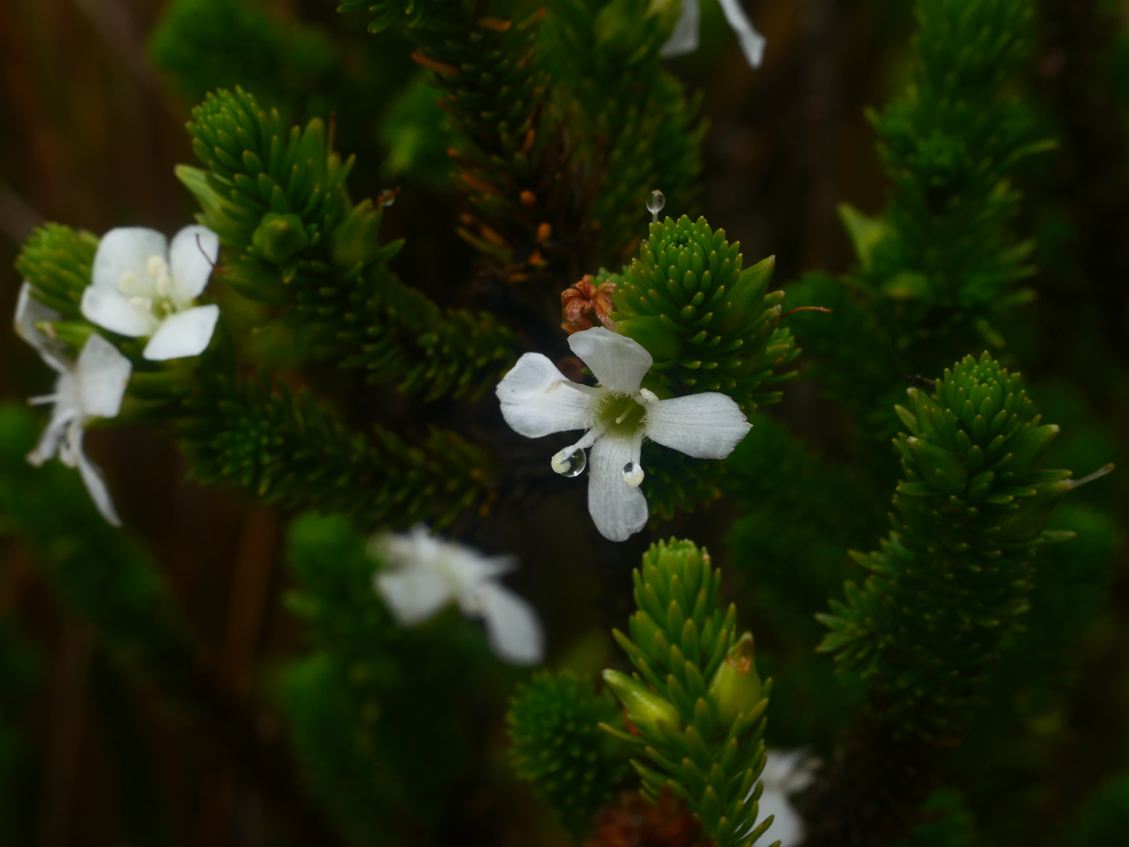 Paramo lake panorama