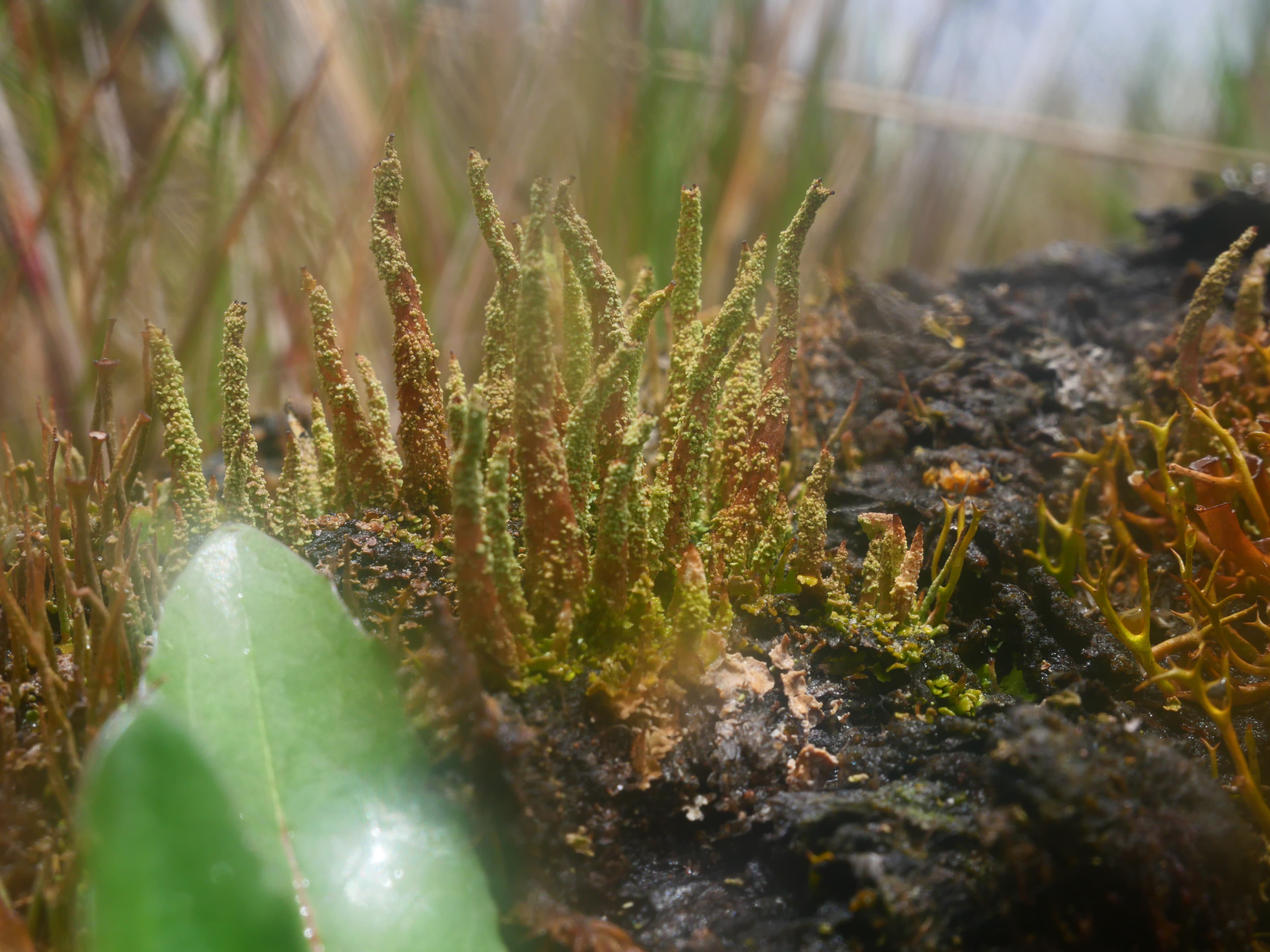 Misty highland lagoon