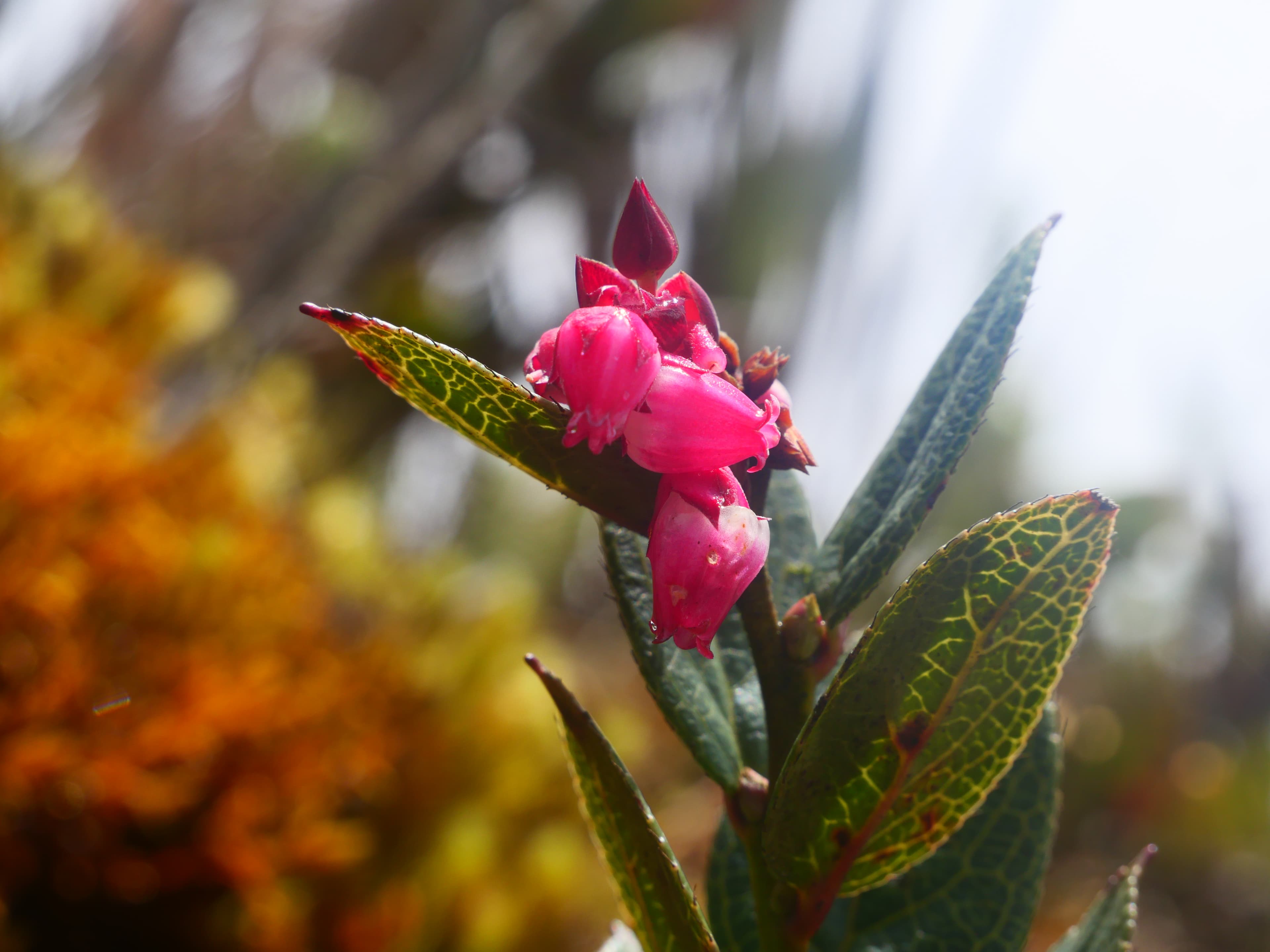 Paramo mountain scenery