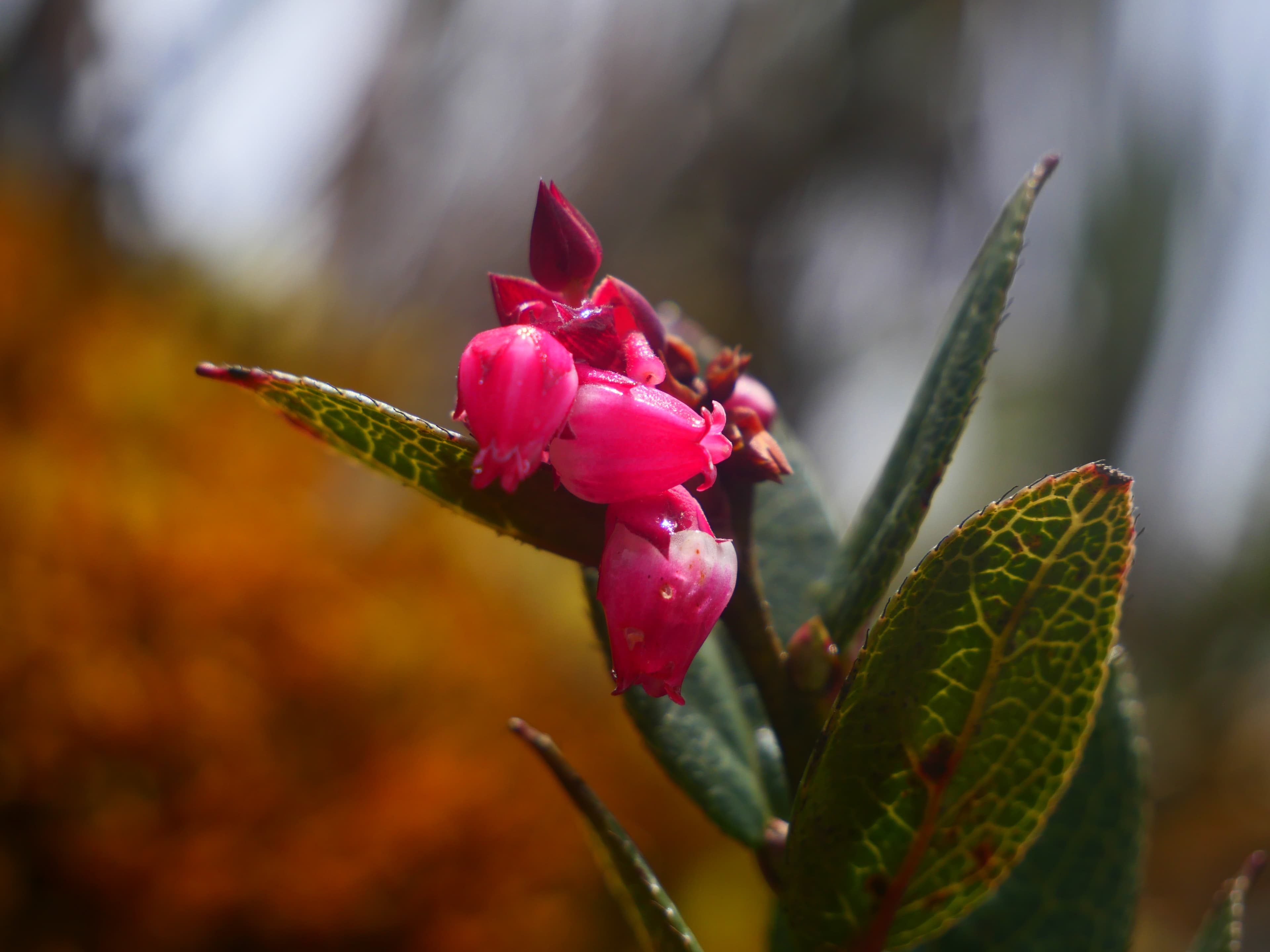 Highland landscape view