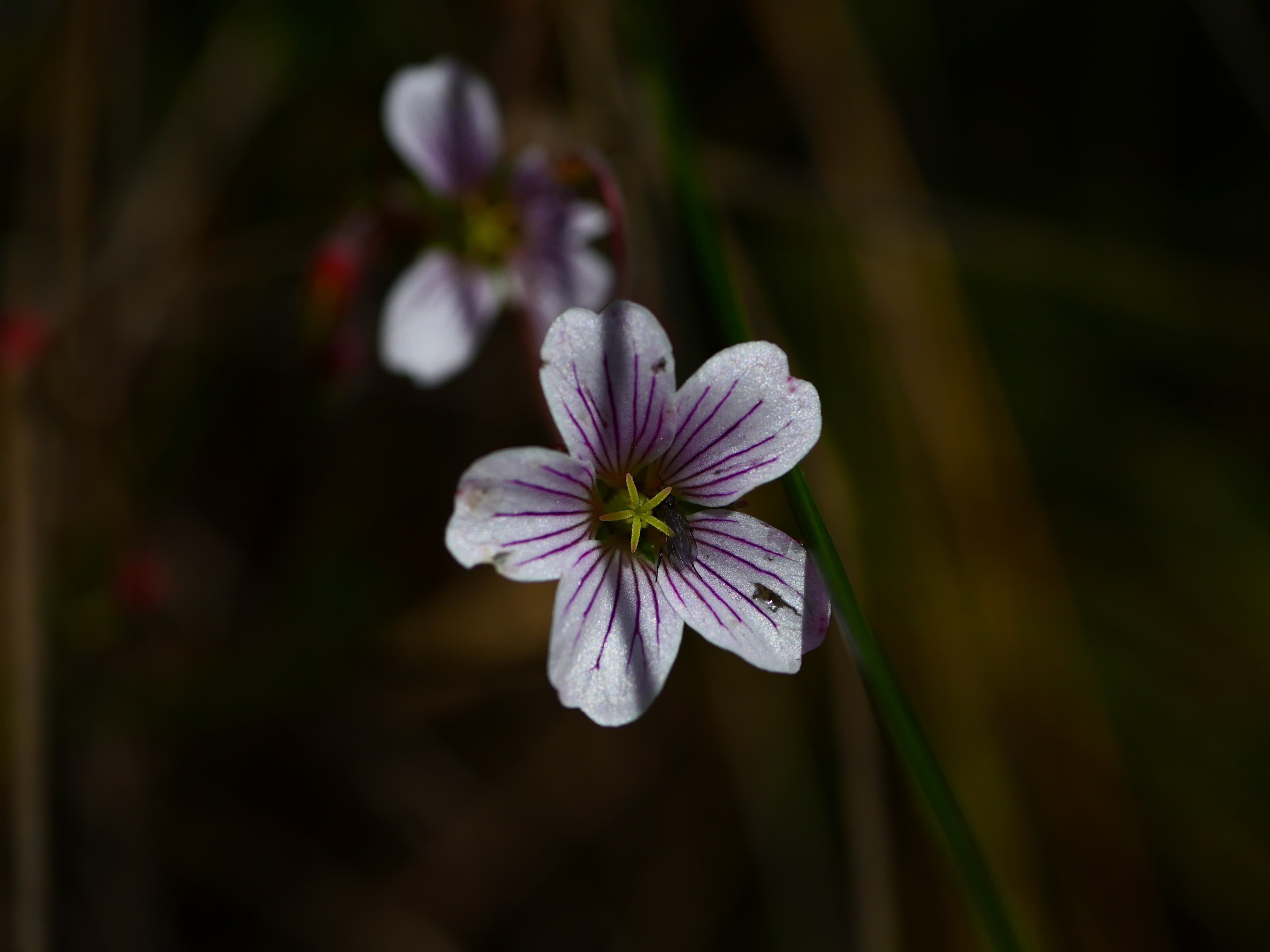 Highland paramo detail