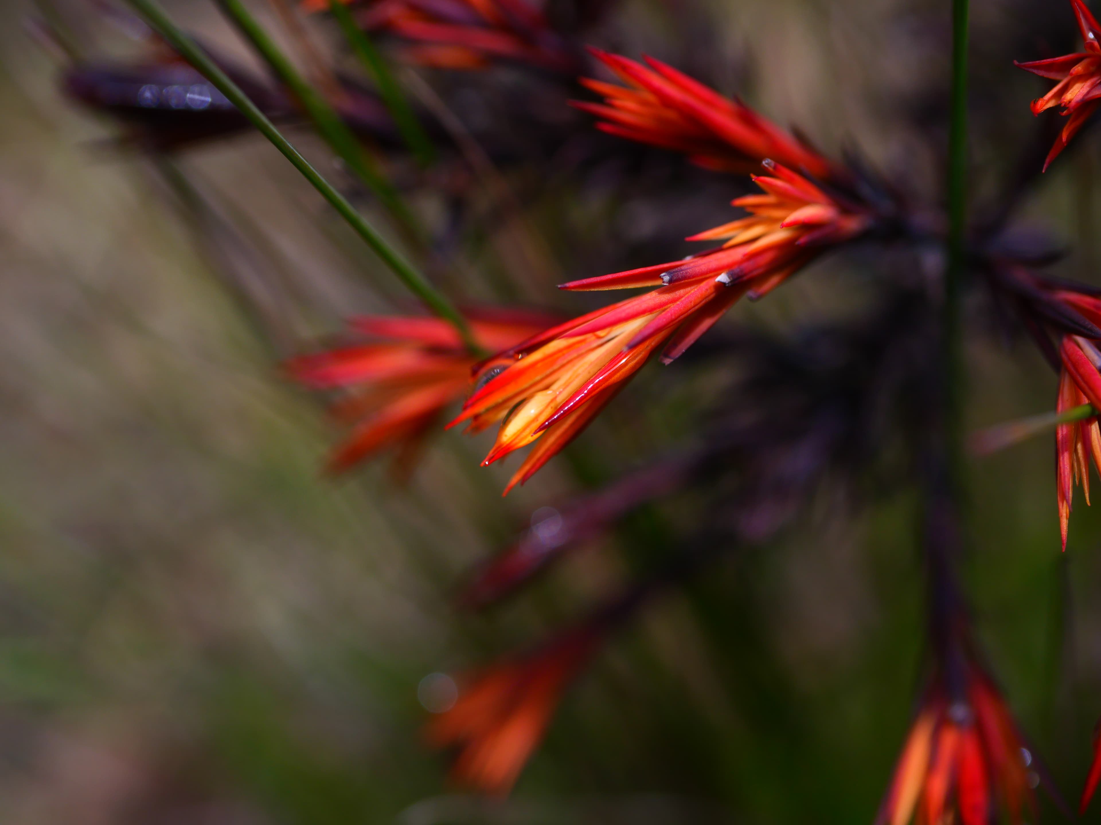 Paramo plant detail