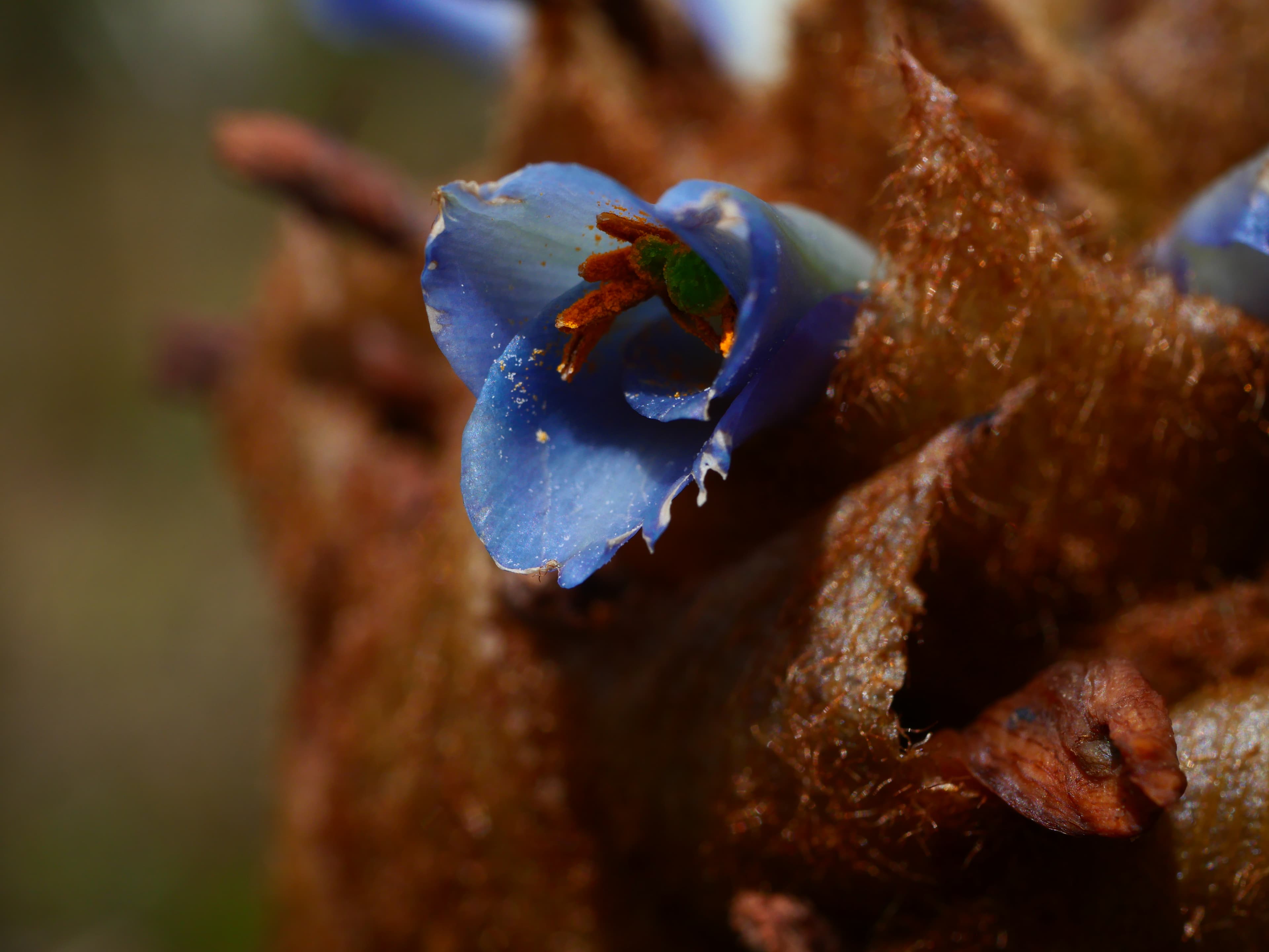 Blue Puya flower macro