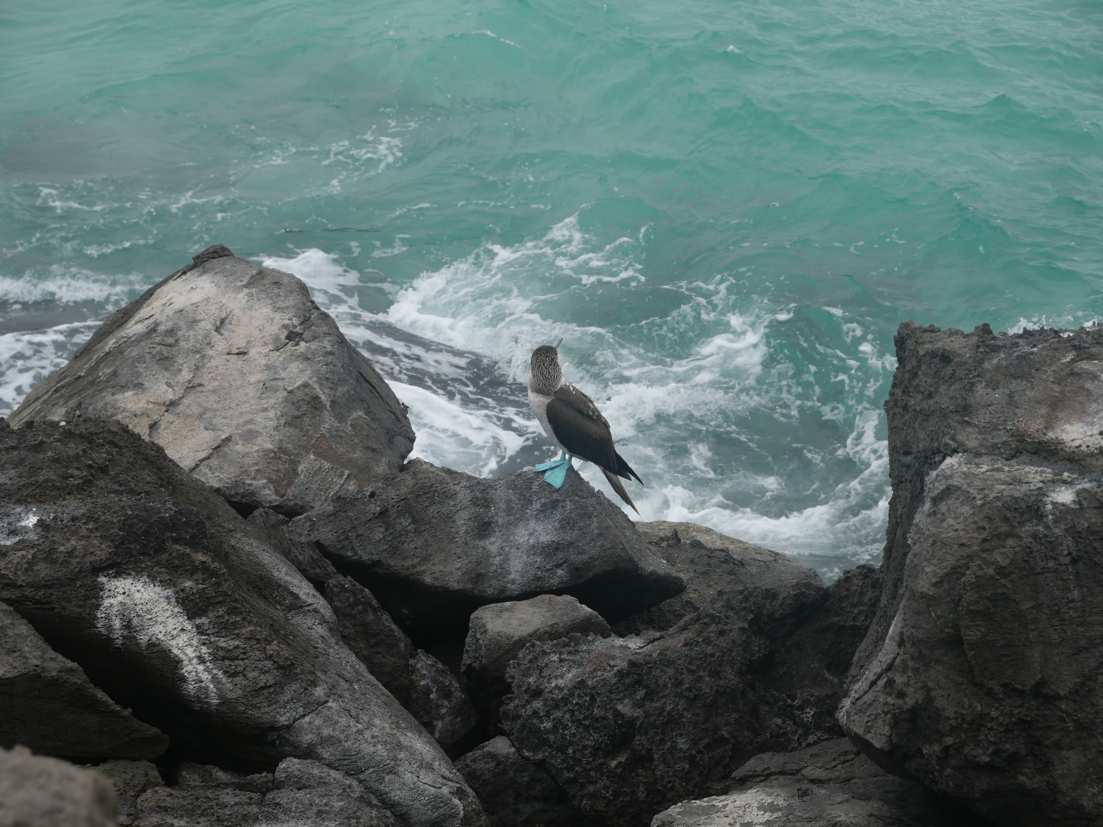 Blue-footed booby on coastal rocks