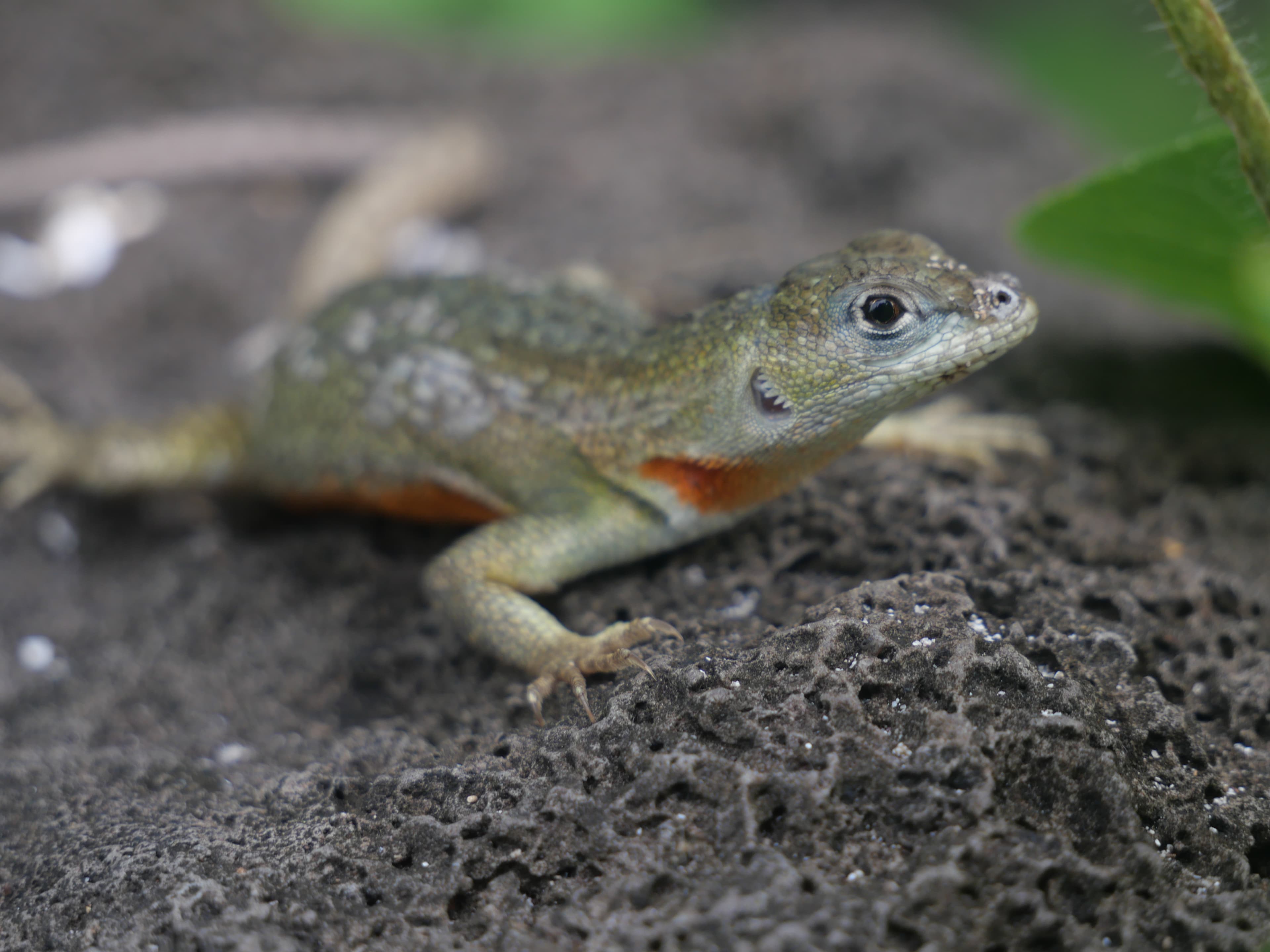 Lava lizard on volcanic rock