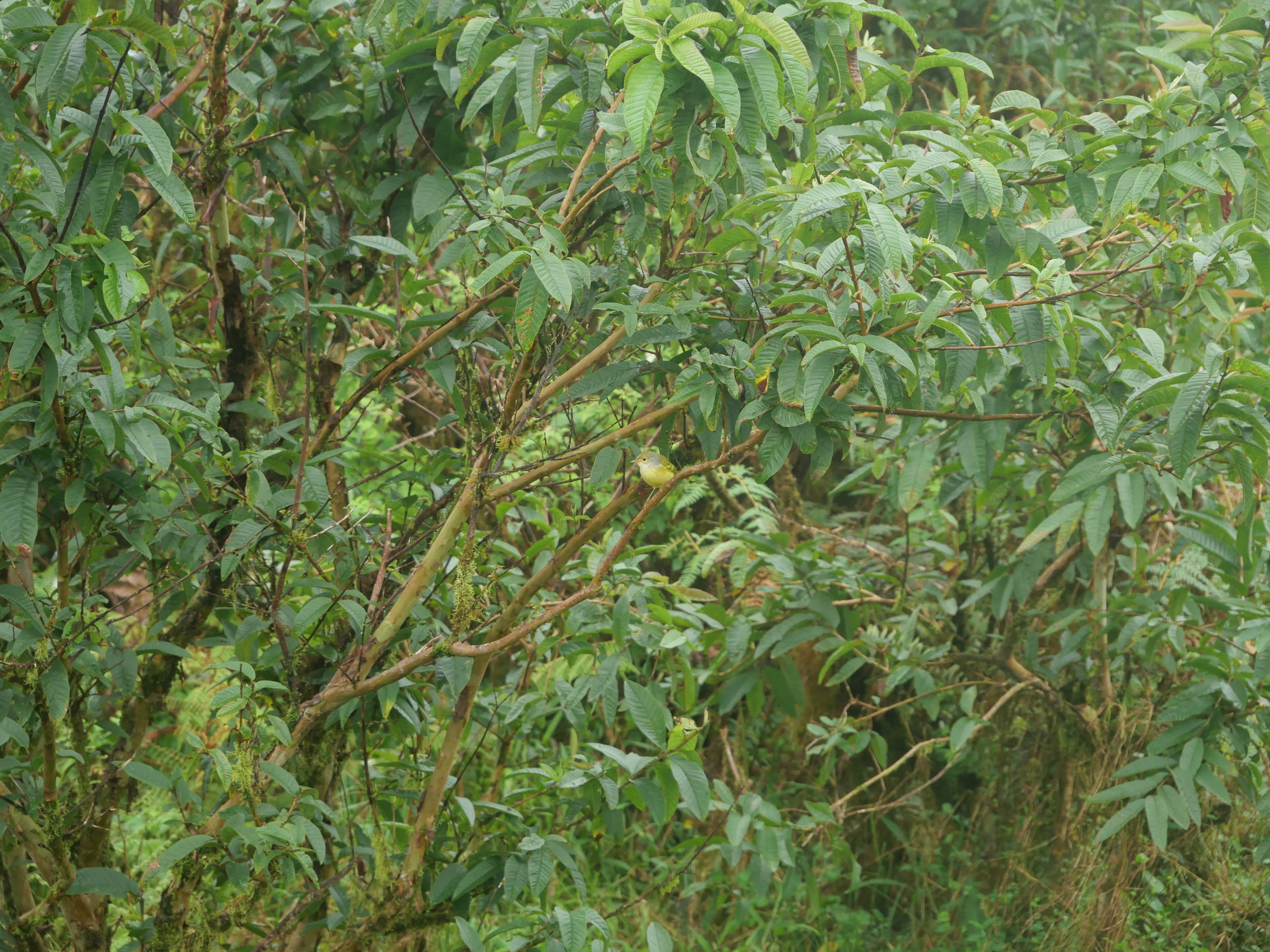 Cloud forest vegetation