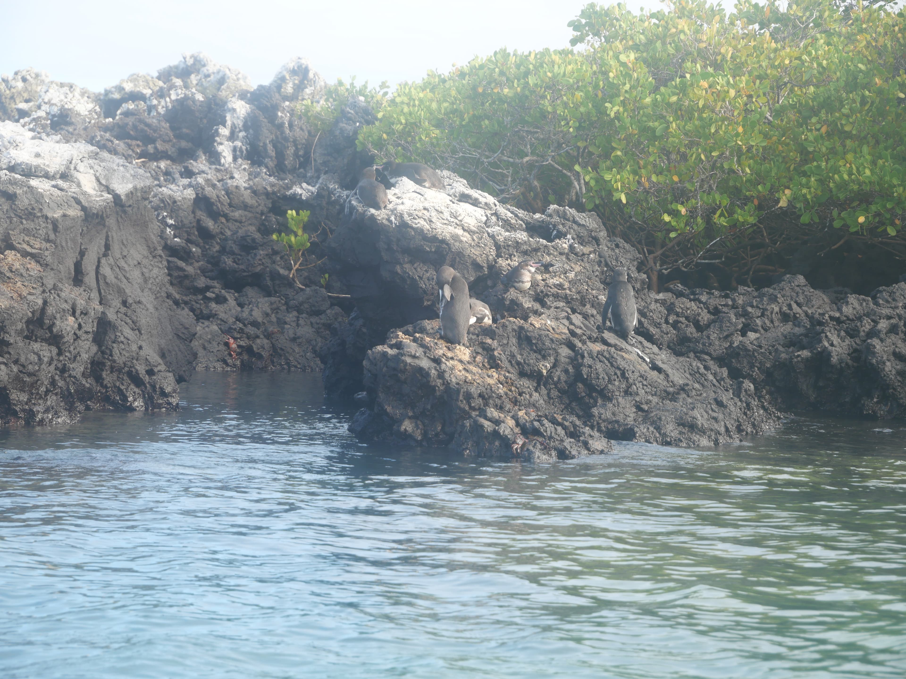 Galapagos penguins on lava rocks