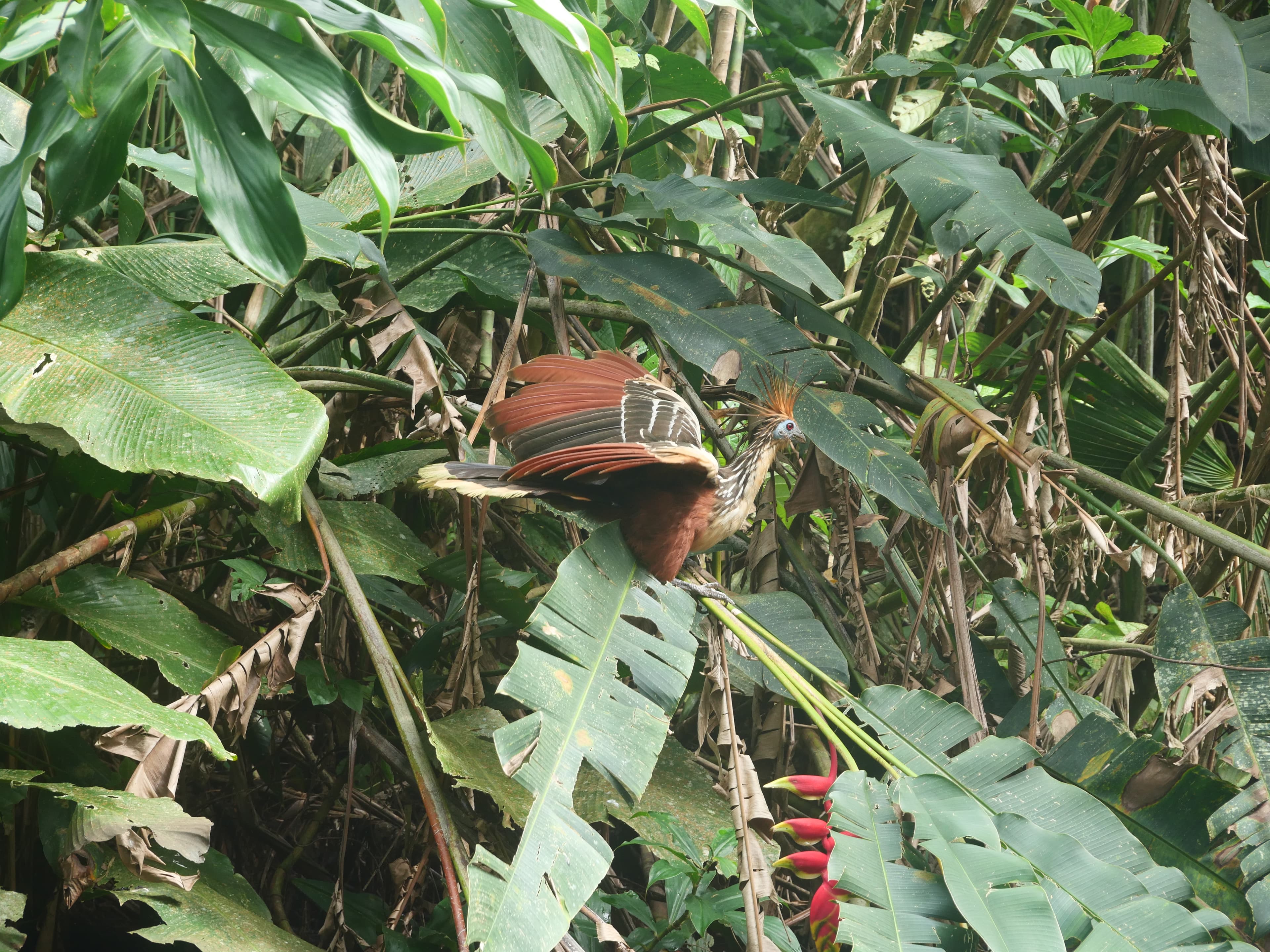 Hoatzin bird in tropical foliage