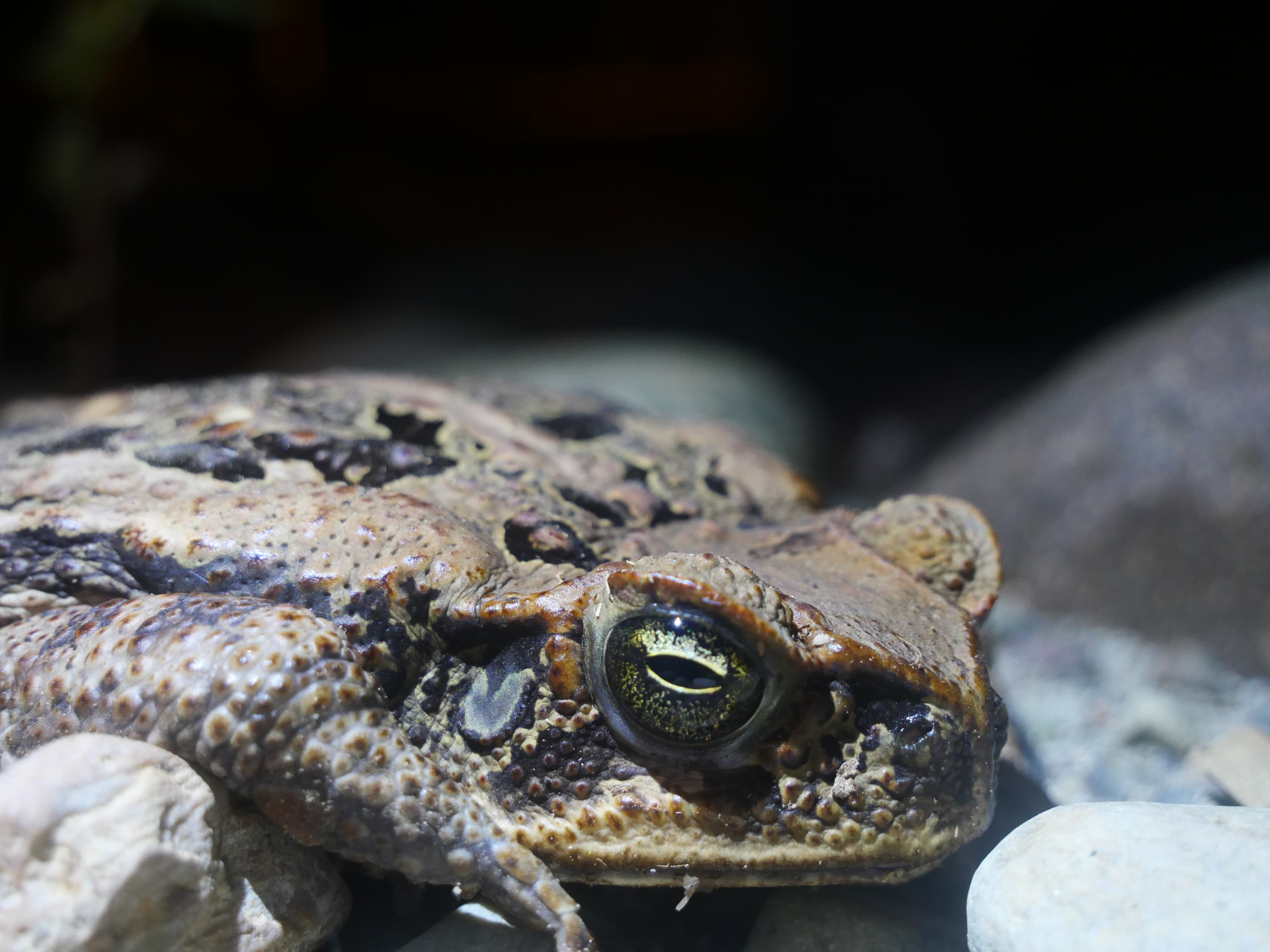 Amazon rainforest scene
