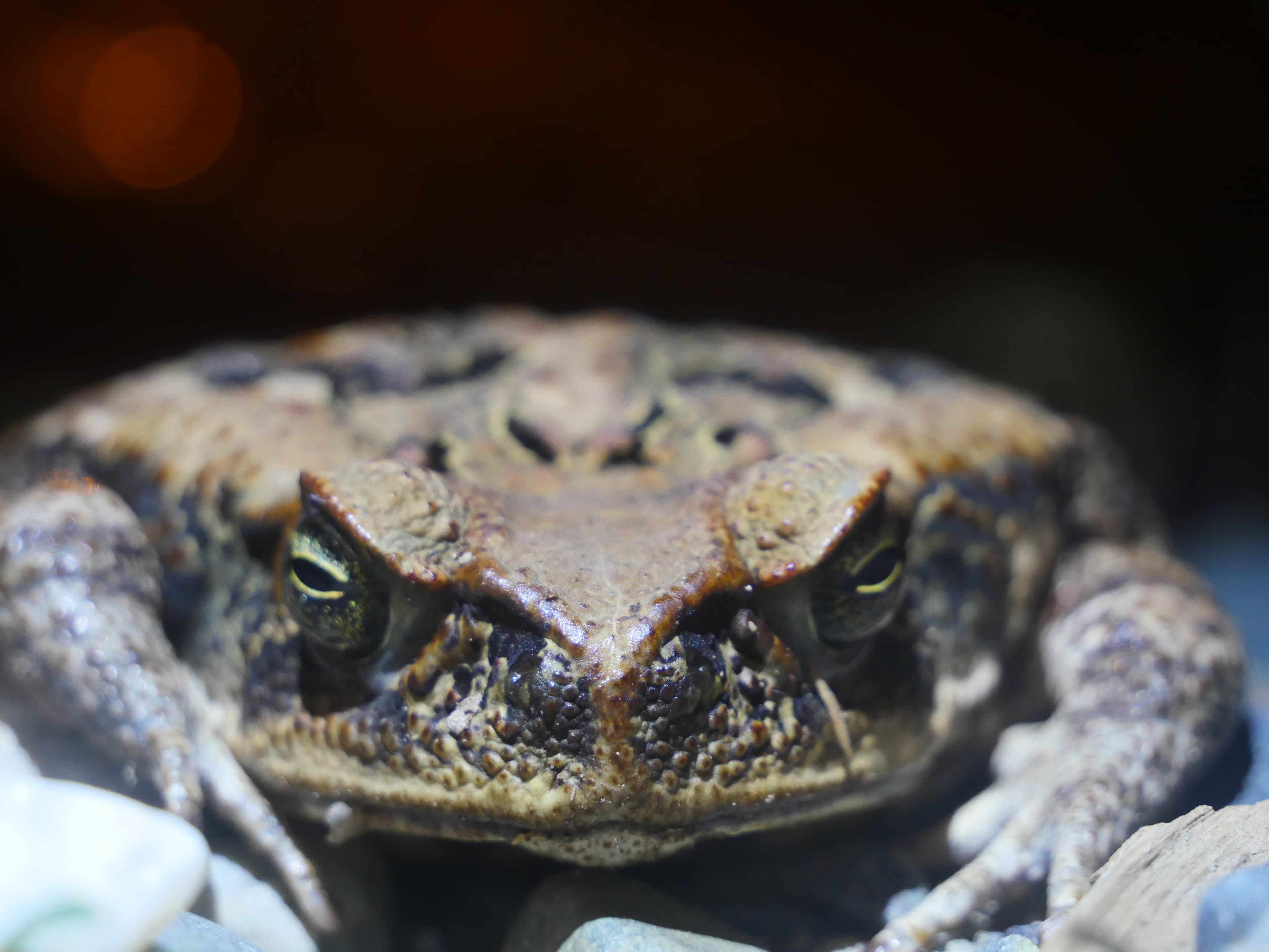 Rainforest vegetation