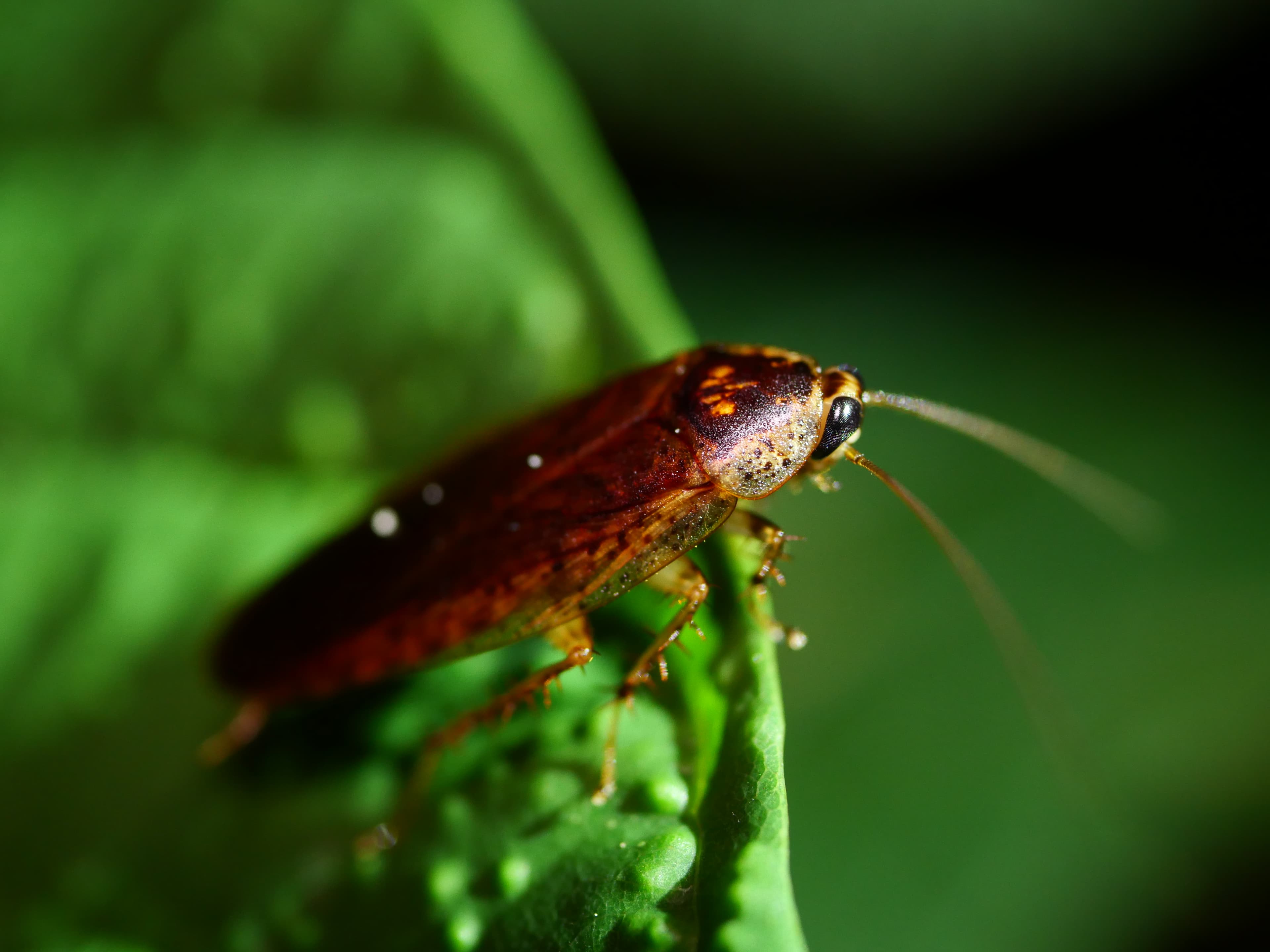 Wood roach macro portrait