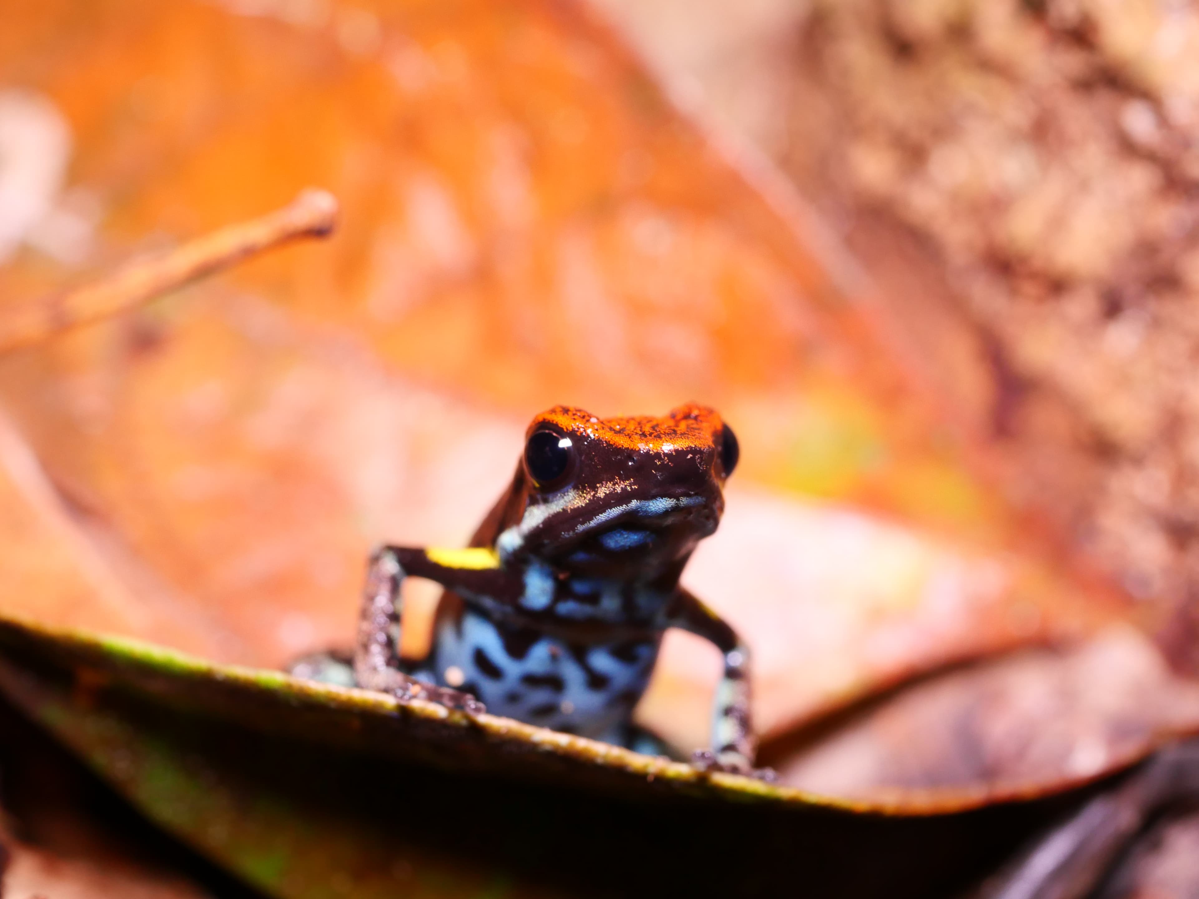 Poison dart frog