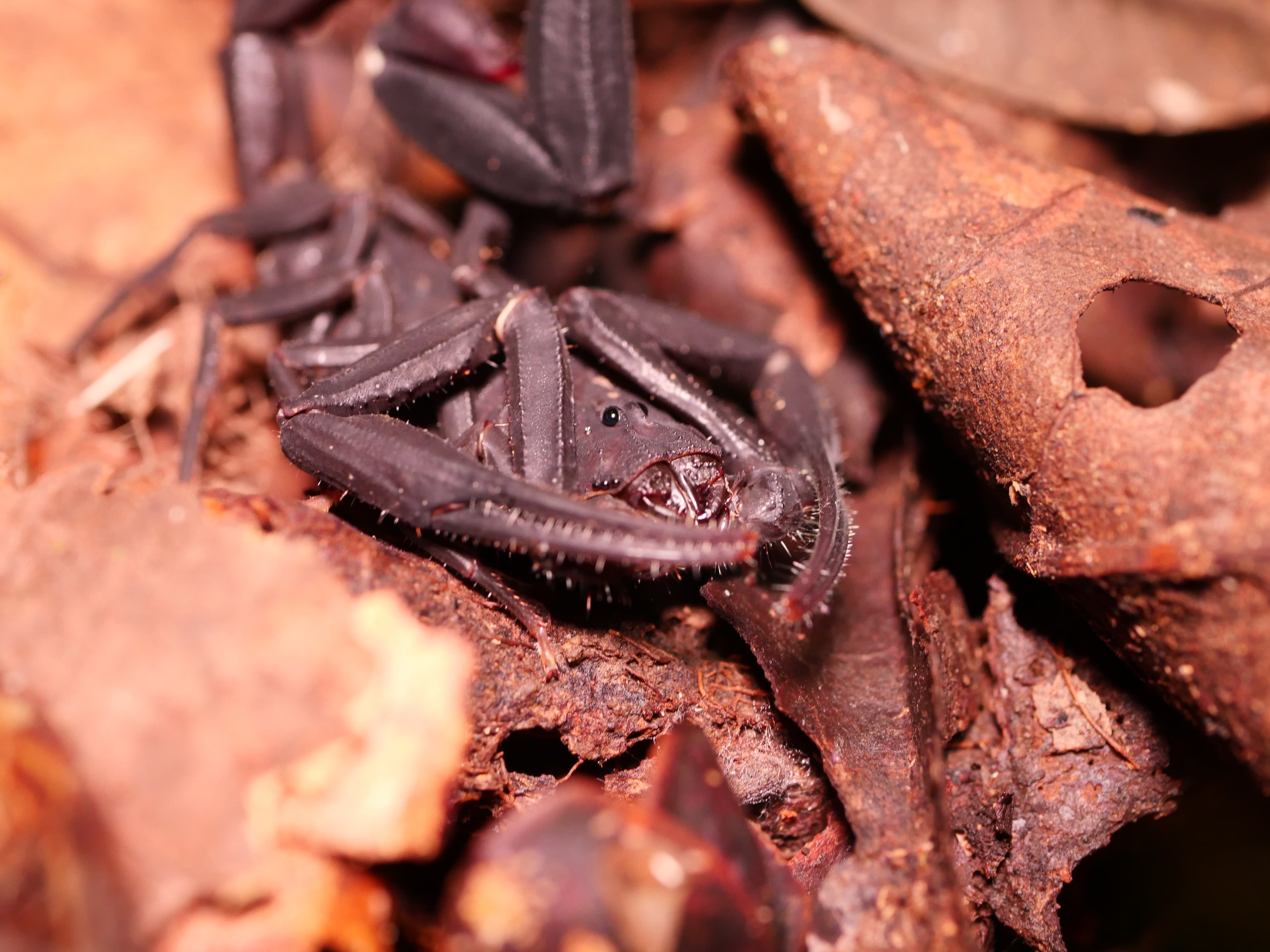 Tropical forest view
