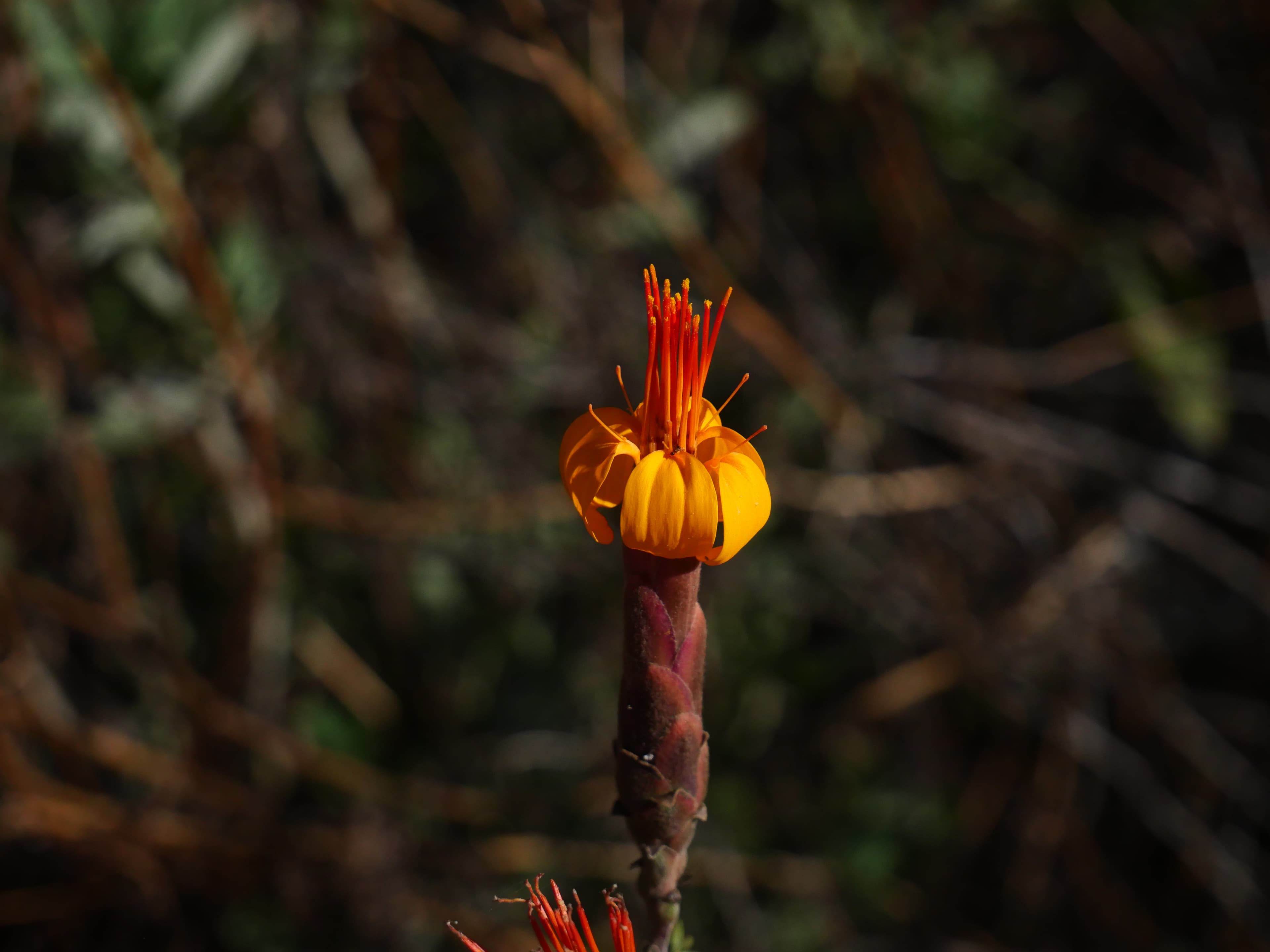 Orange Andean flower