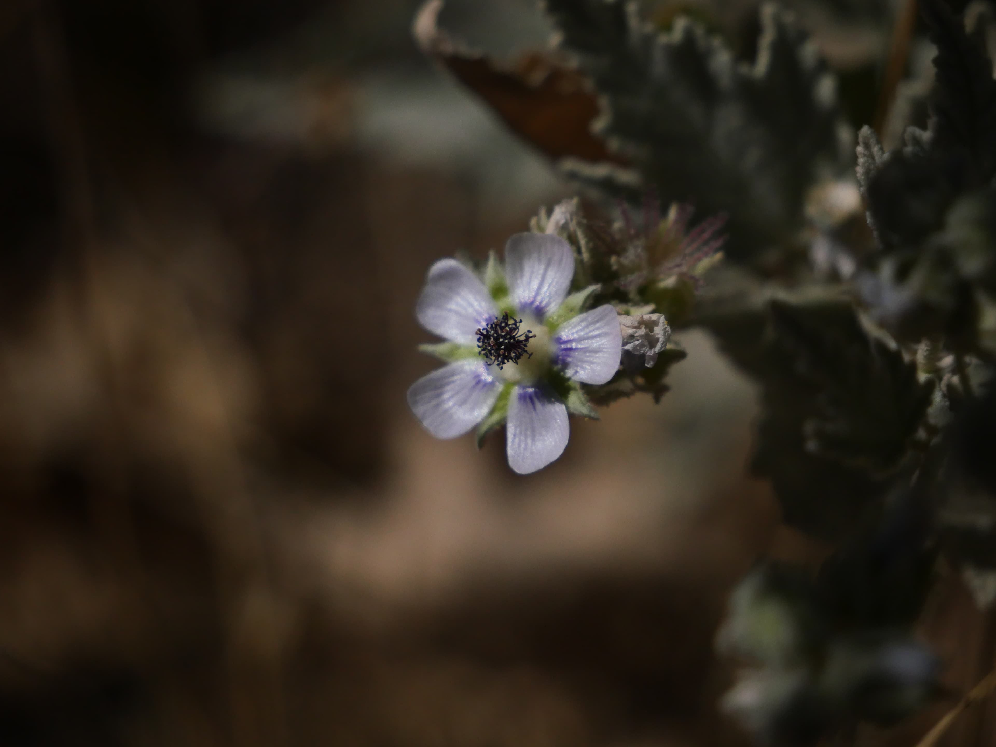 Pale alpine flower with purple center