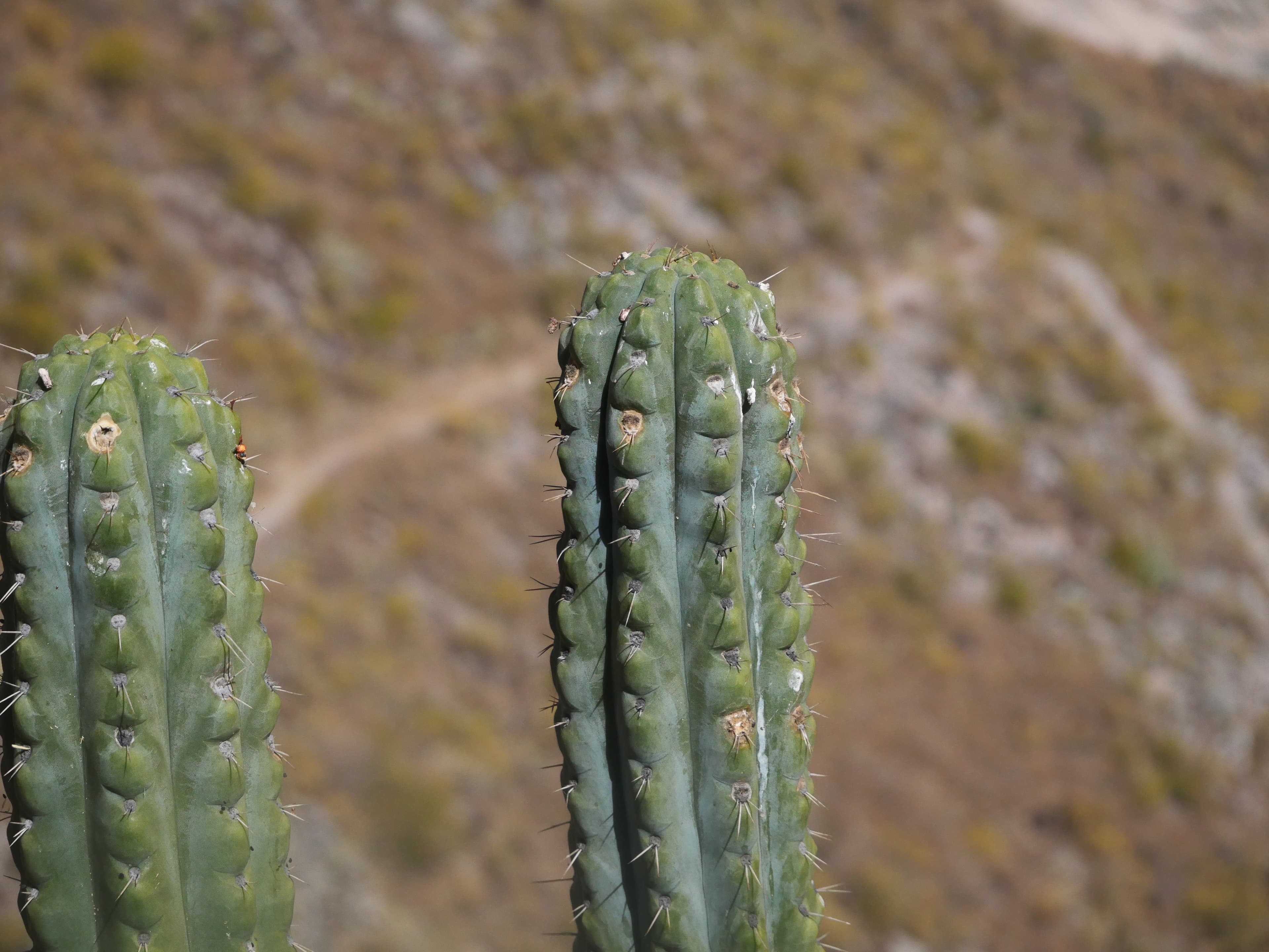 Trichocereus schoenii