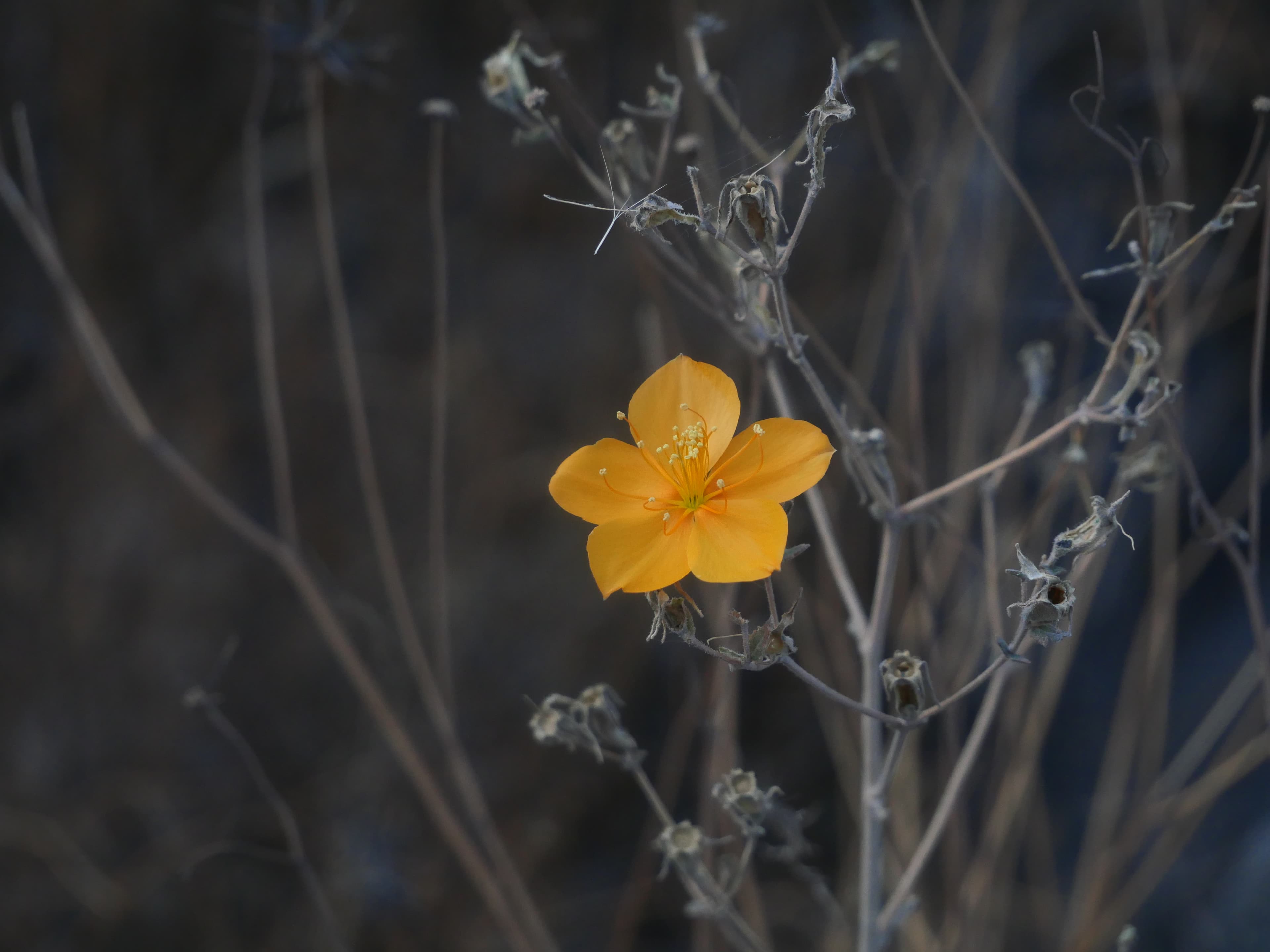Golden wildflower against gray branches