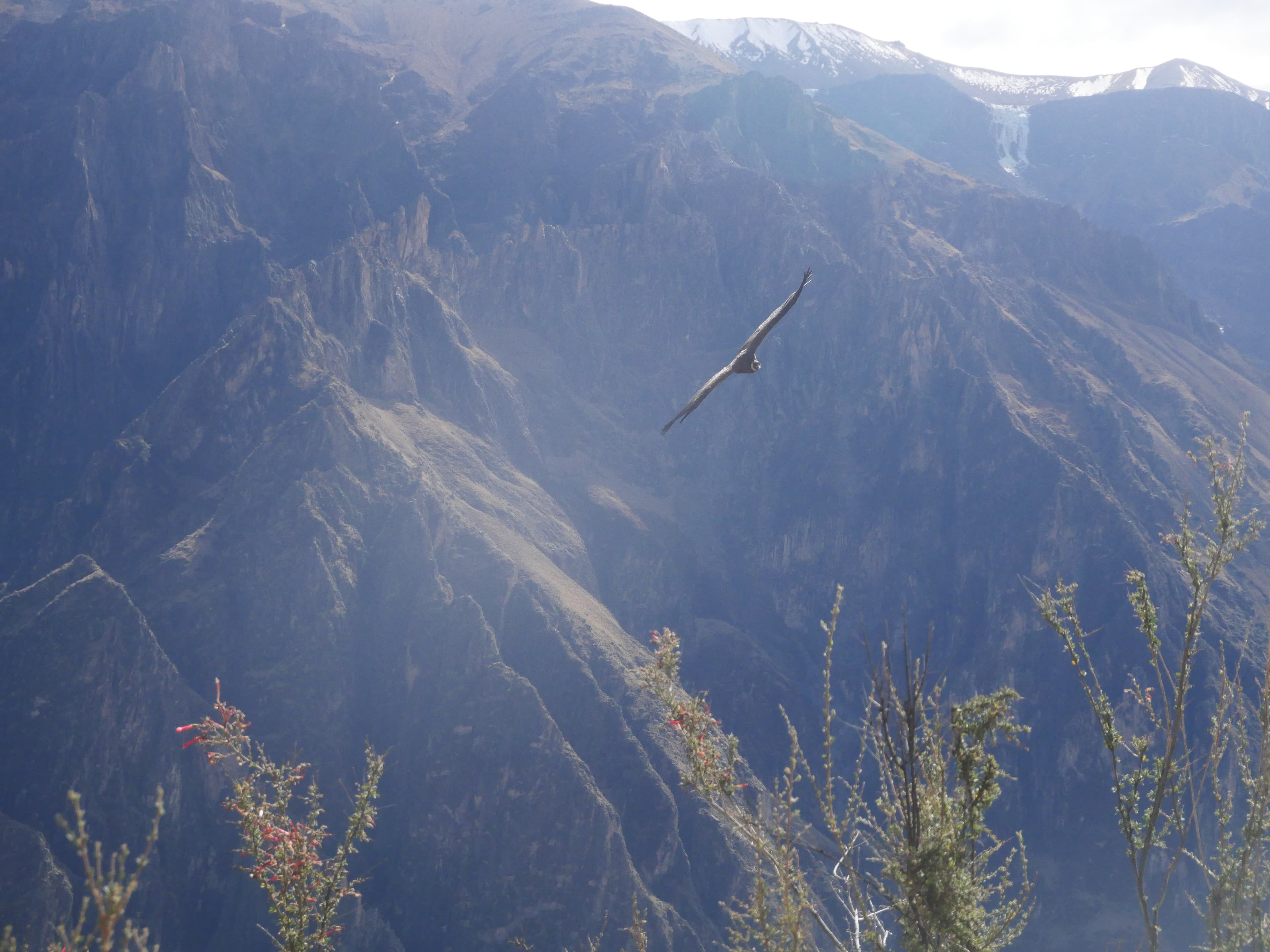Andean Condor soaring over Colca Canyon