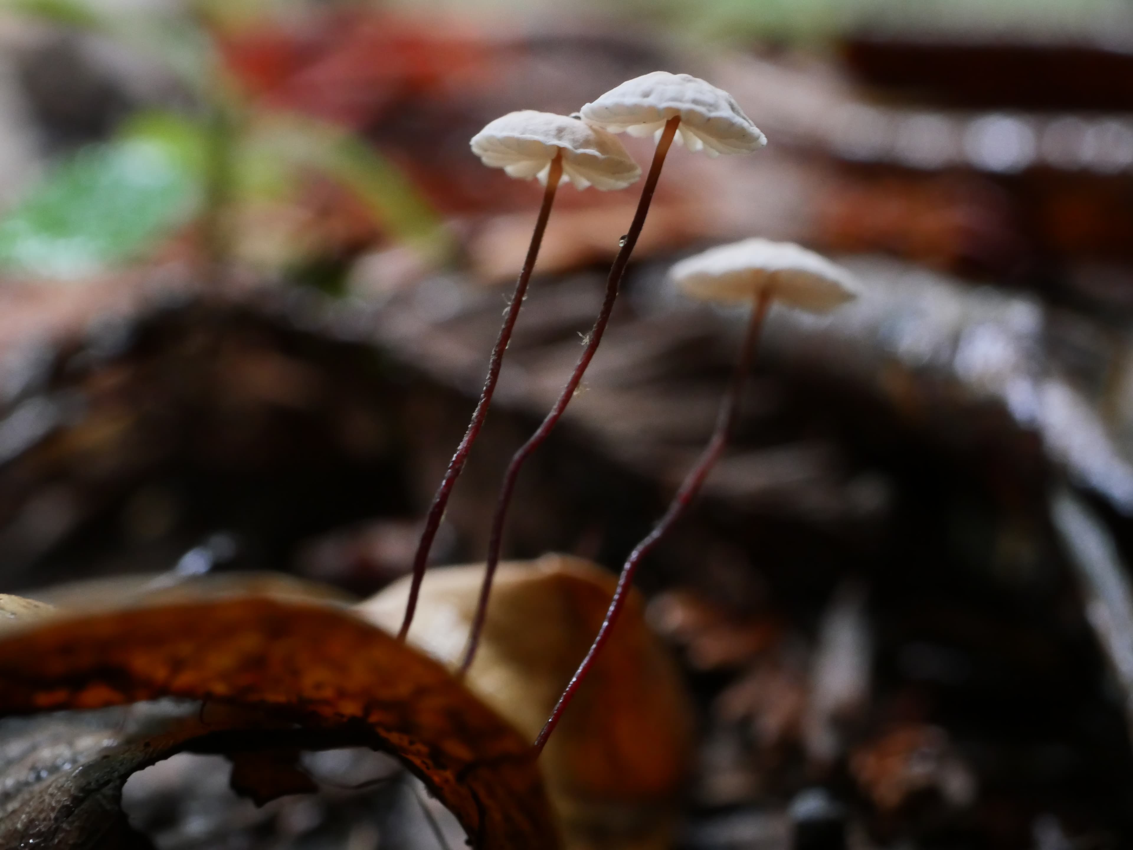 Oak-leaf Pinwheel (Collybiopsis quercophila)